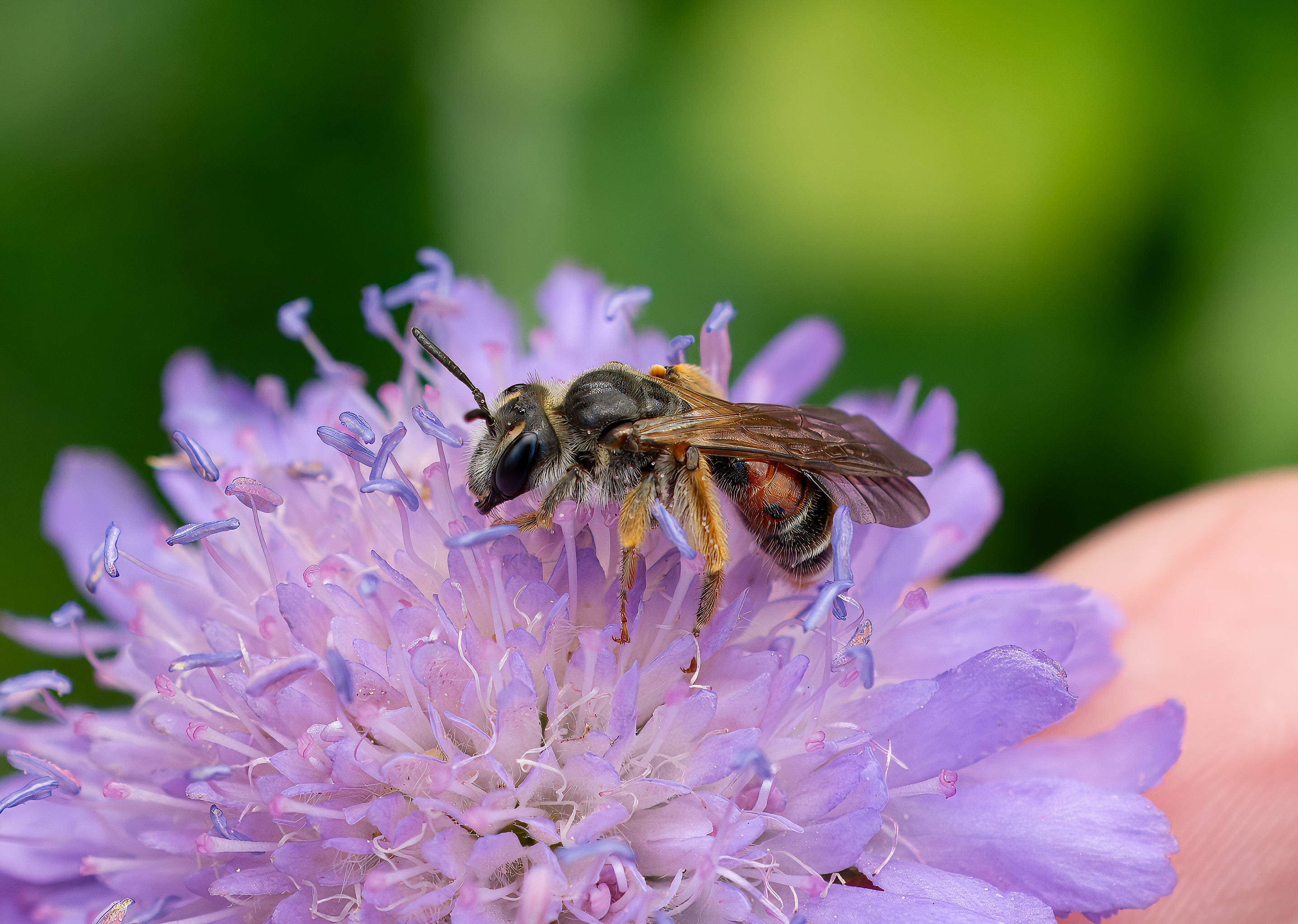 Andrena hattorfiana., Broby, Sweden. Photo: Lars Salomon. CC BY-NC 4.0.