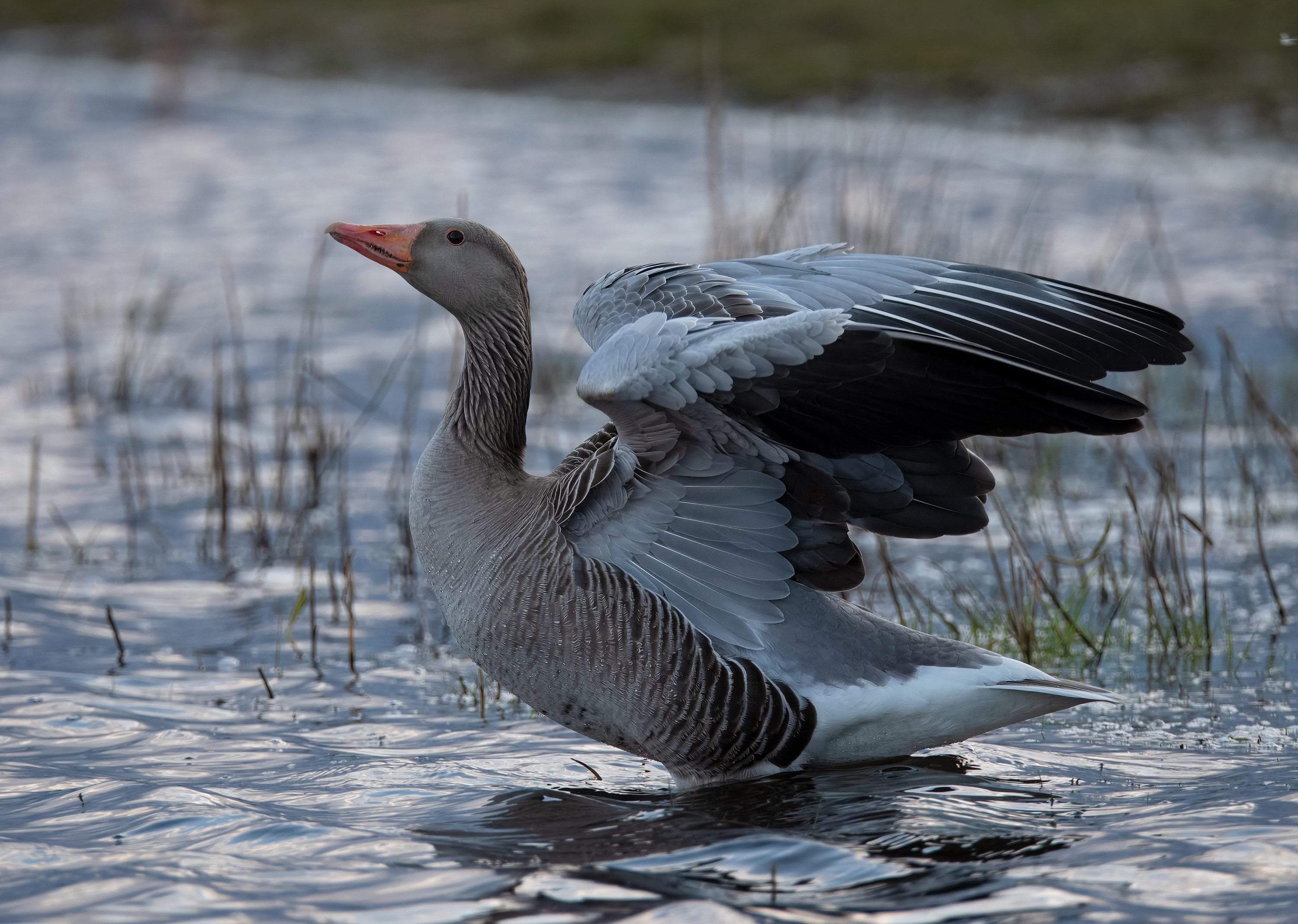 Anser anser. Trönninge ängar, Sweden. Photo: Lars Salomon. CC BY-NC 4.0.