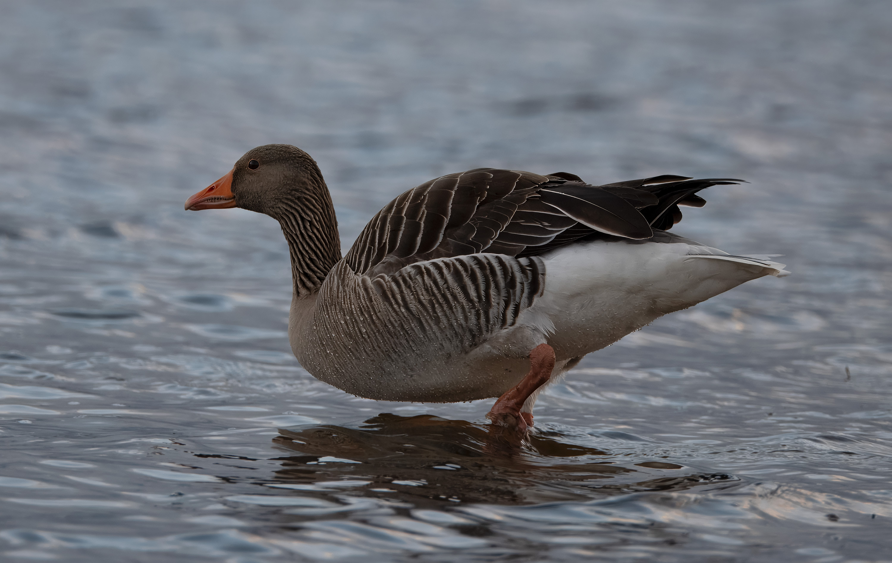 Anser anser. Trönninge ängar, Sweden. Photo: Lars Salomon. CC BY-NC 4.0.