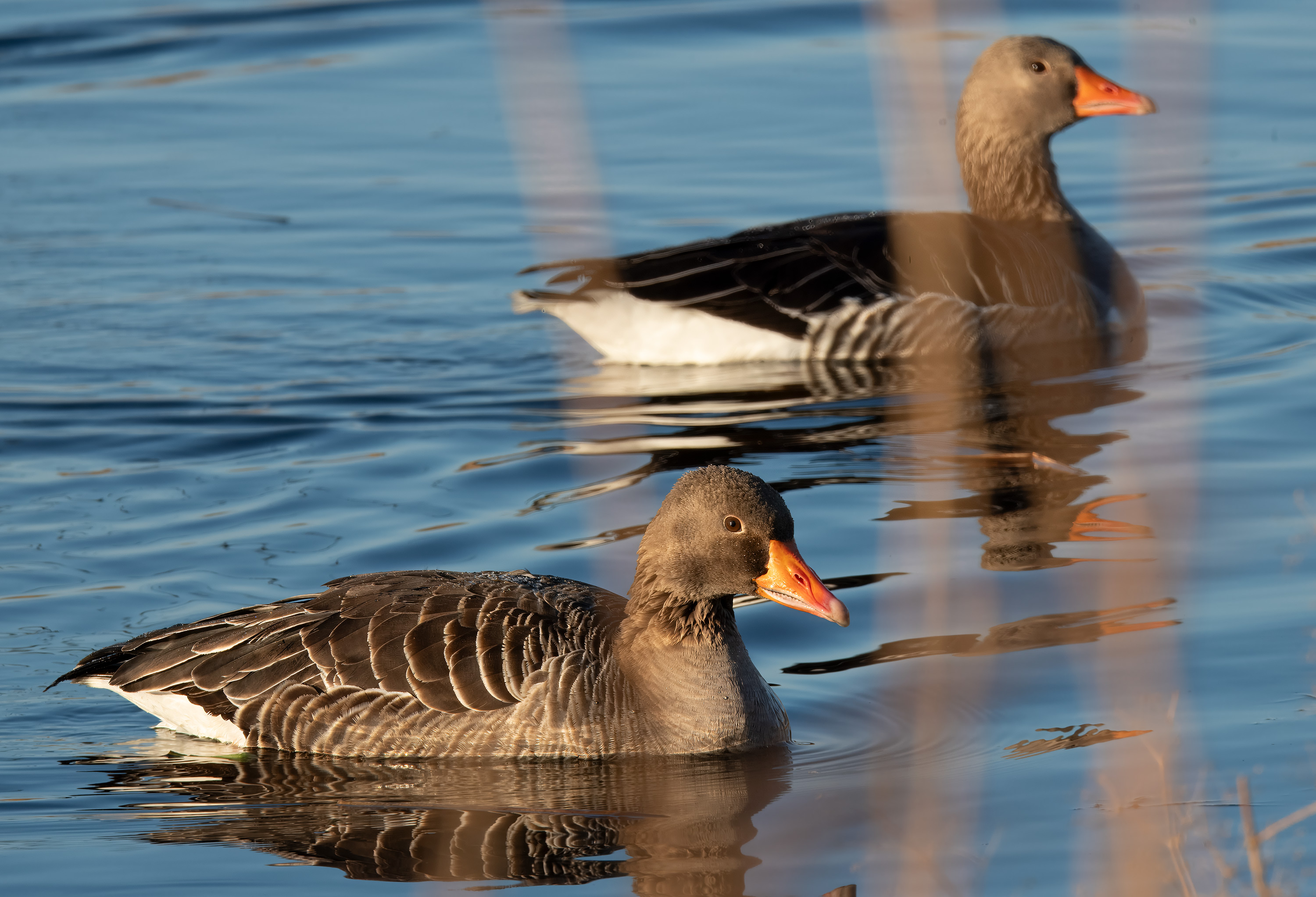 Anser anser. Trönninge ängar, Sweden. Photo: Lars Salomon. CC BY-NC 4.0.