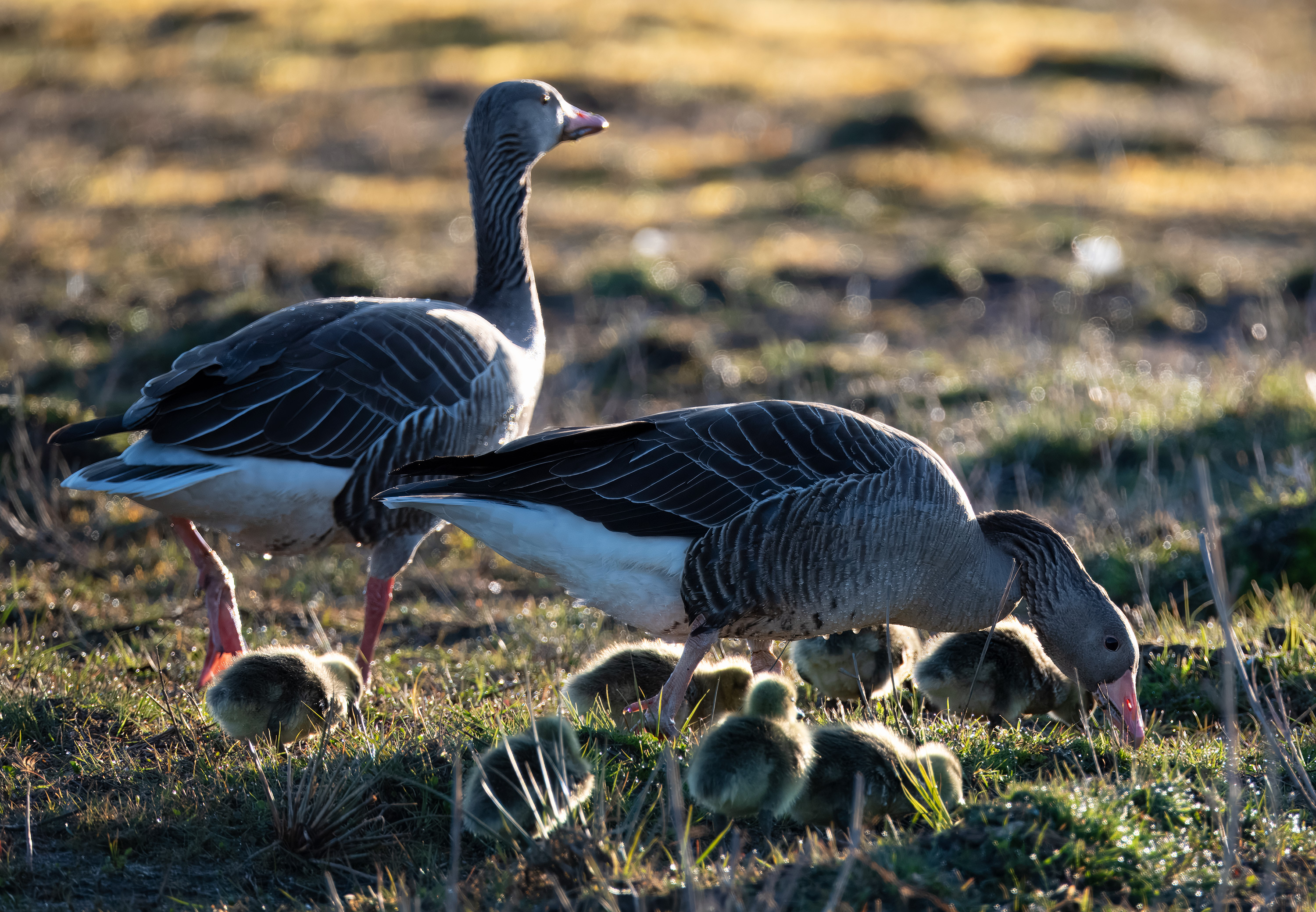 Anser anser. Trönninge ängar, Sweden. Photo: Lars Salomon. CC BY-NC 4.0.