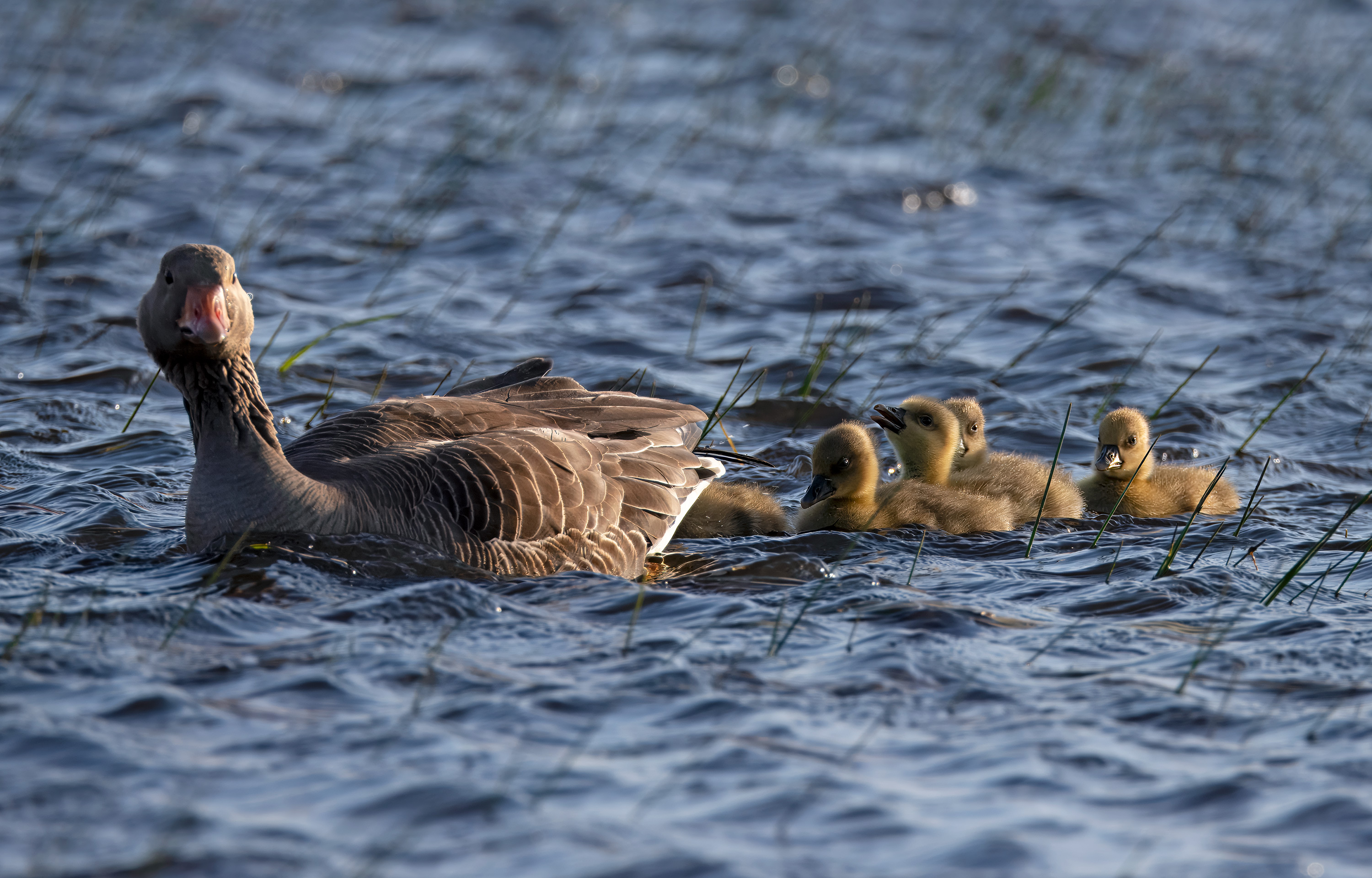 Anser anser. Trönninge ängar, Sweden. Photo: Lars Salomon. CC BY-NC 4.0.