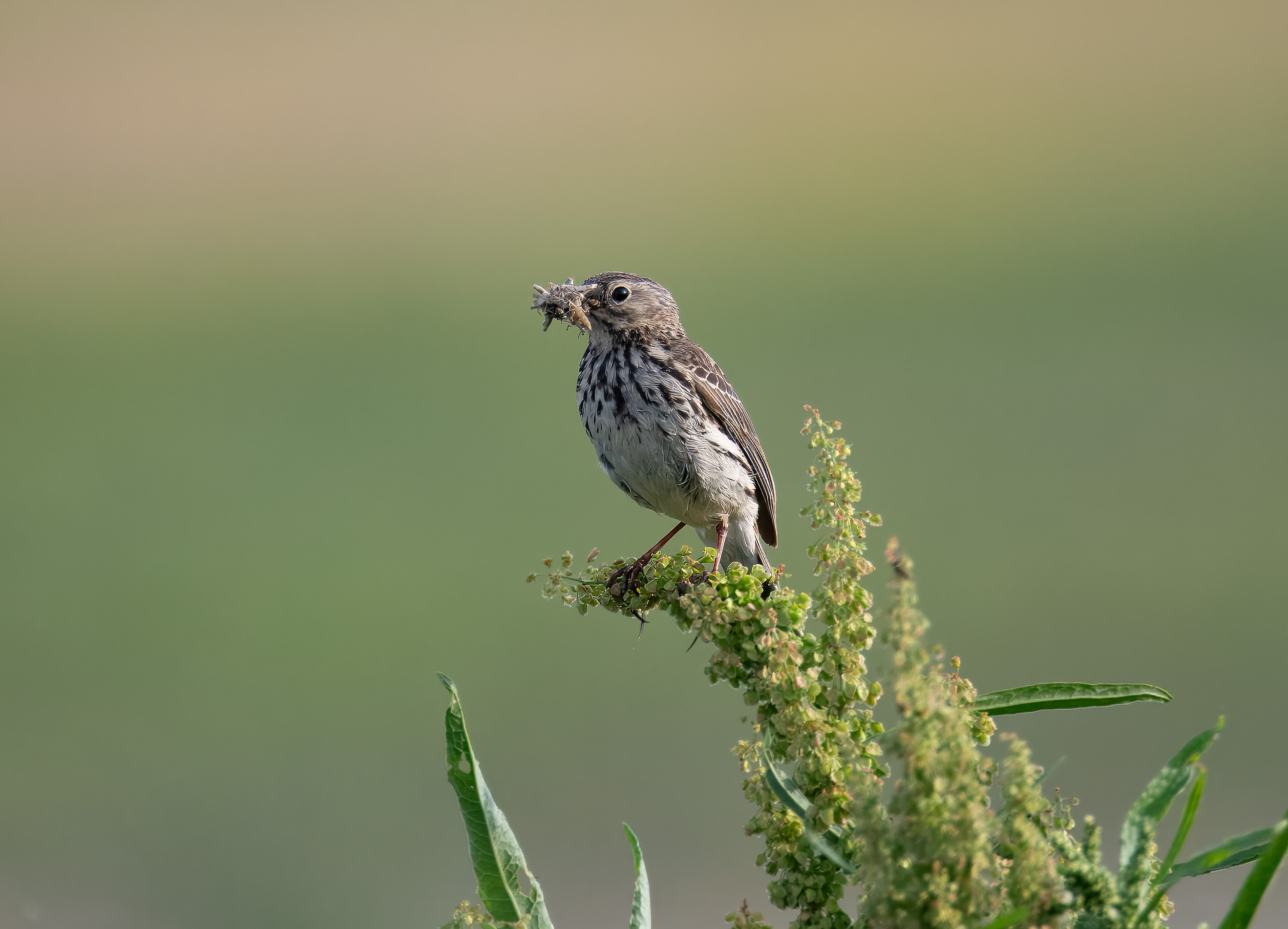 Anthus pratensis. Trönninge ängar, Sweden. Photo: Lars Salomon. CC BY-NC 4.0.