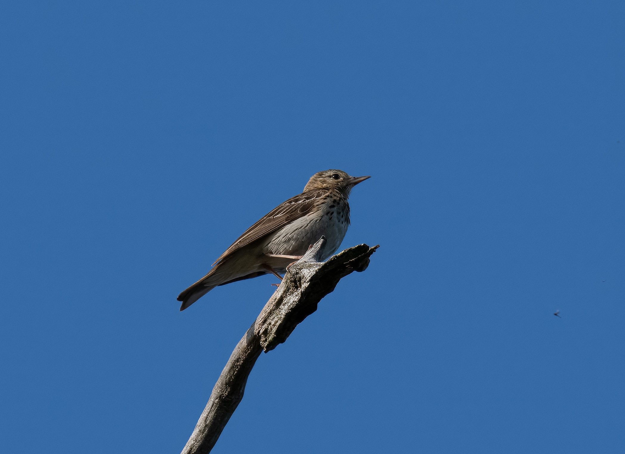 Anthus trivialis. Allerum, Sweden. Photo: Lars Salomon. CC BY-NC 4.0.