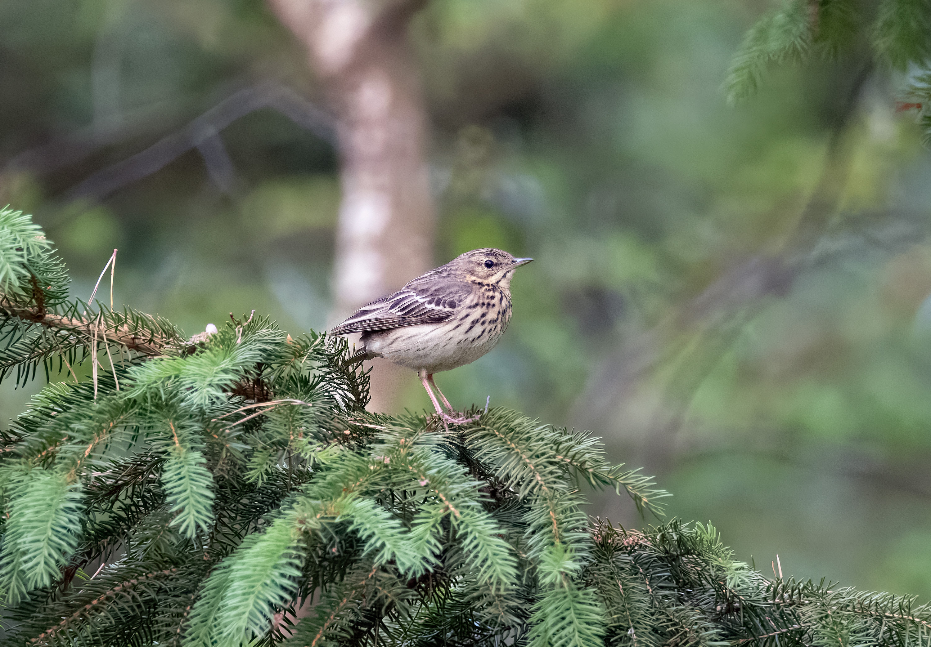 Anthus trivialis. Lärkeröd, Sweden. Photo: Lars Salomon. CC BY-NC 4.0.