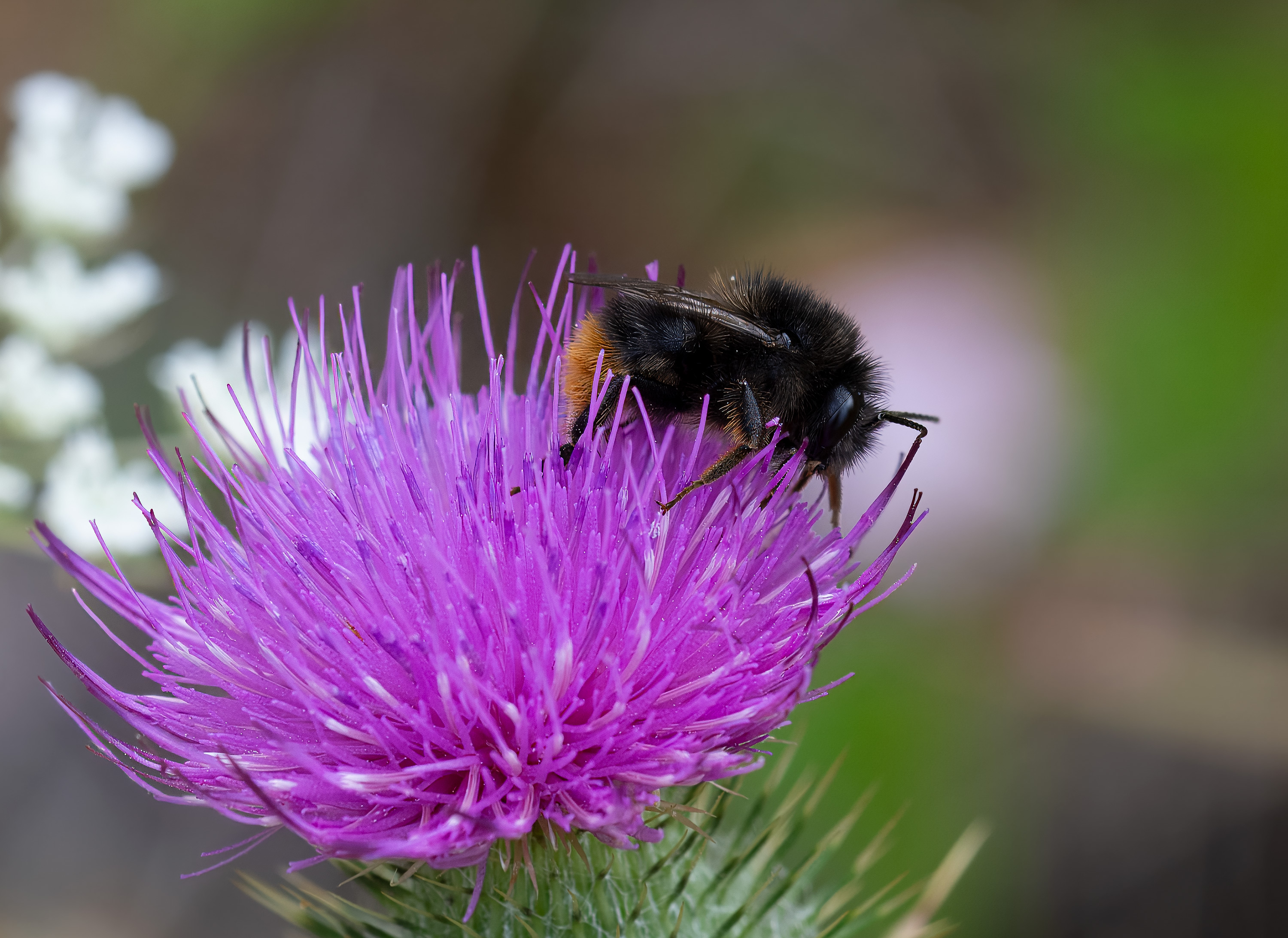 Bombus rupestris. Barkåkra, Sweden. Photo: Lars Salomon. CC BY-NC 4.0.