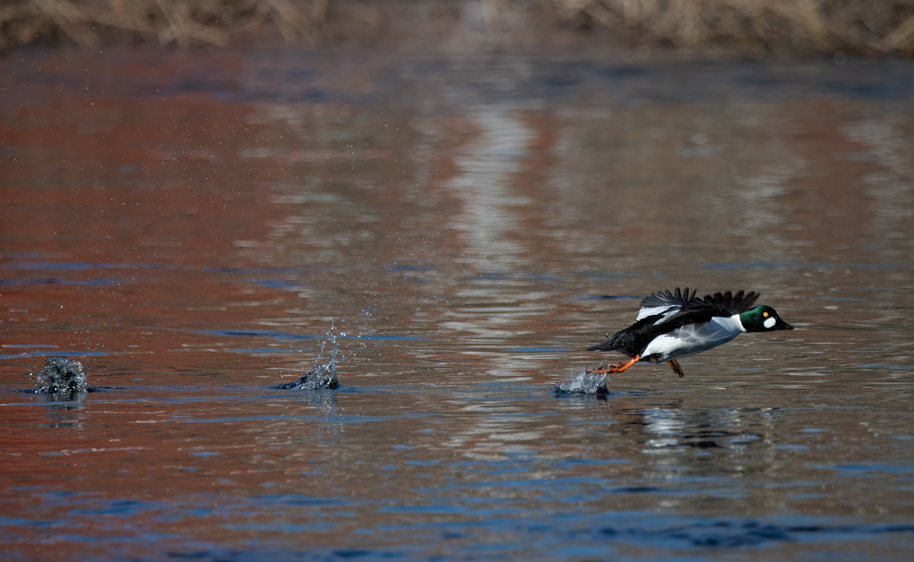 Bucephala clangula. Falkenberg, Sweden. Photo: Lars Salomon. CC BY-NC 4.0.