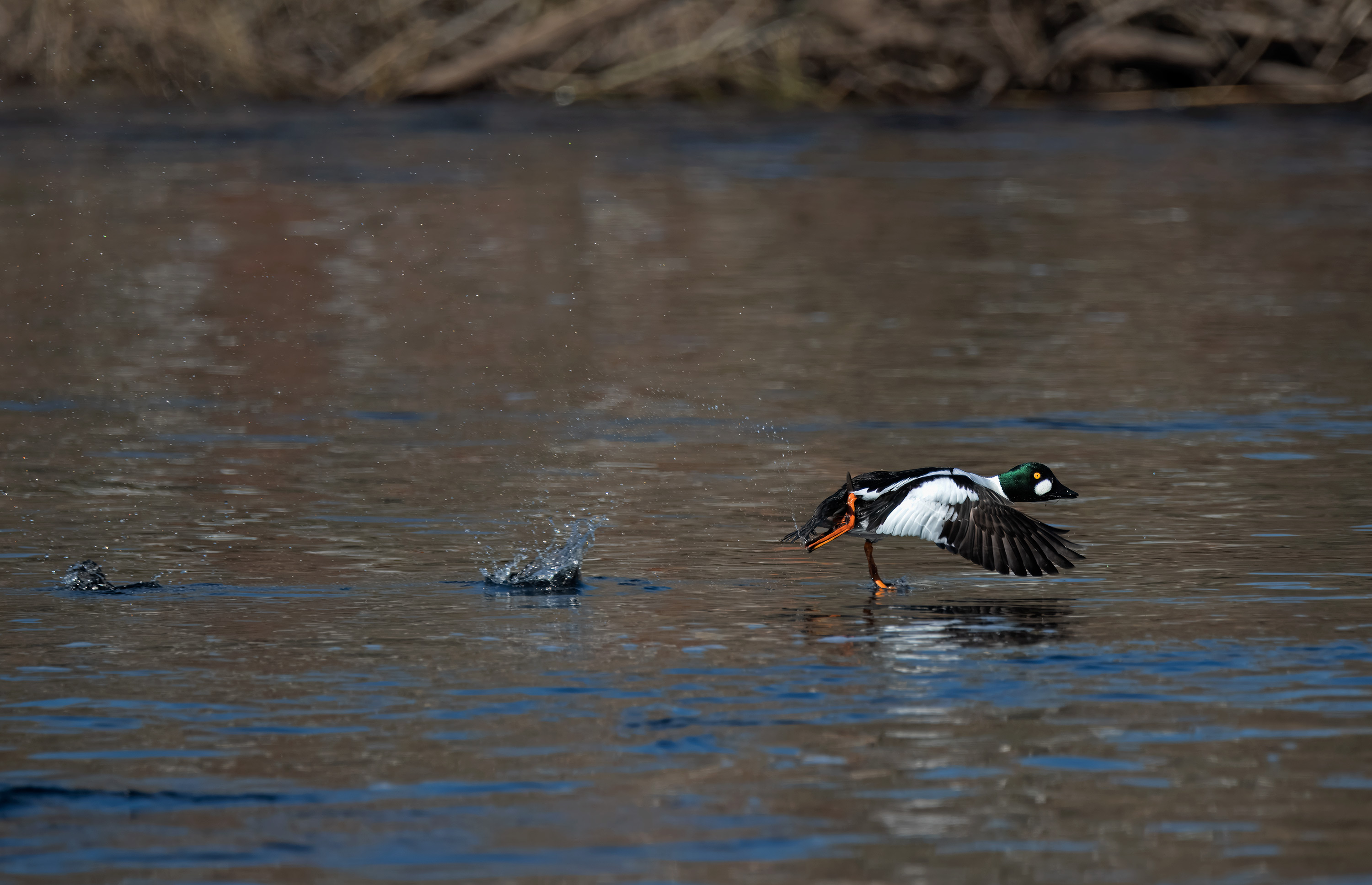 Bucephala clangula. Falkenberg, Sweden. Photo: Lars Salomon. CC BY-NC 4.0.