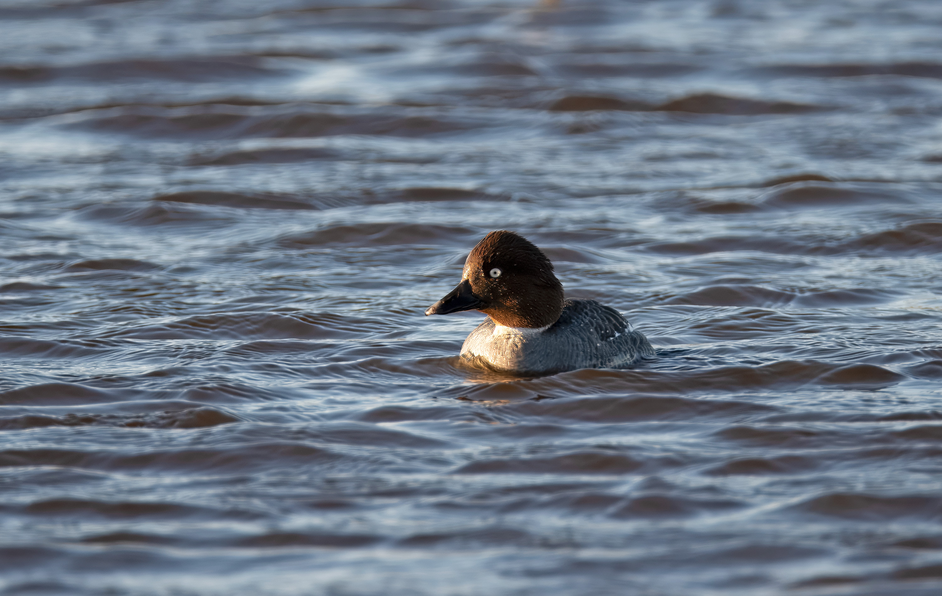 Bucephala clangula. Trönninge ängar, Sweden. Photo: Lars Salomon. CC BY-NC 4.0.