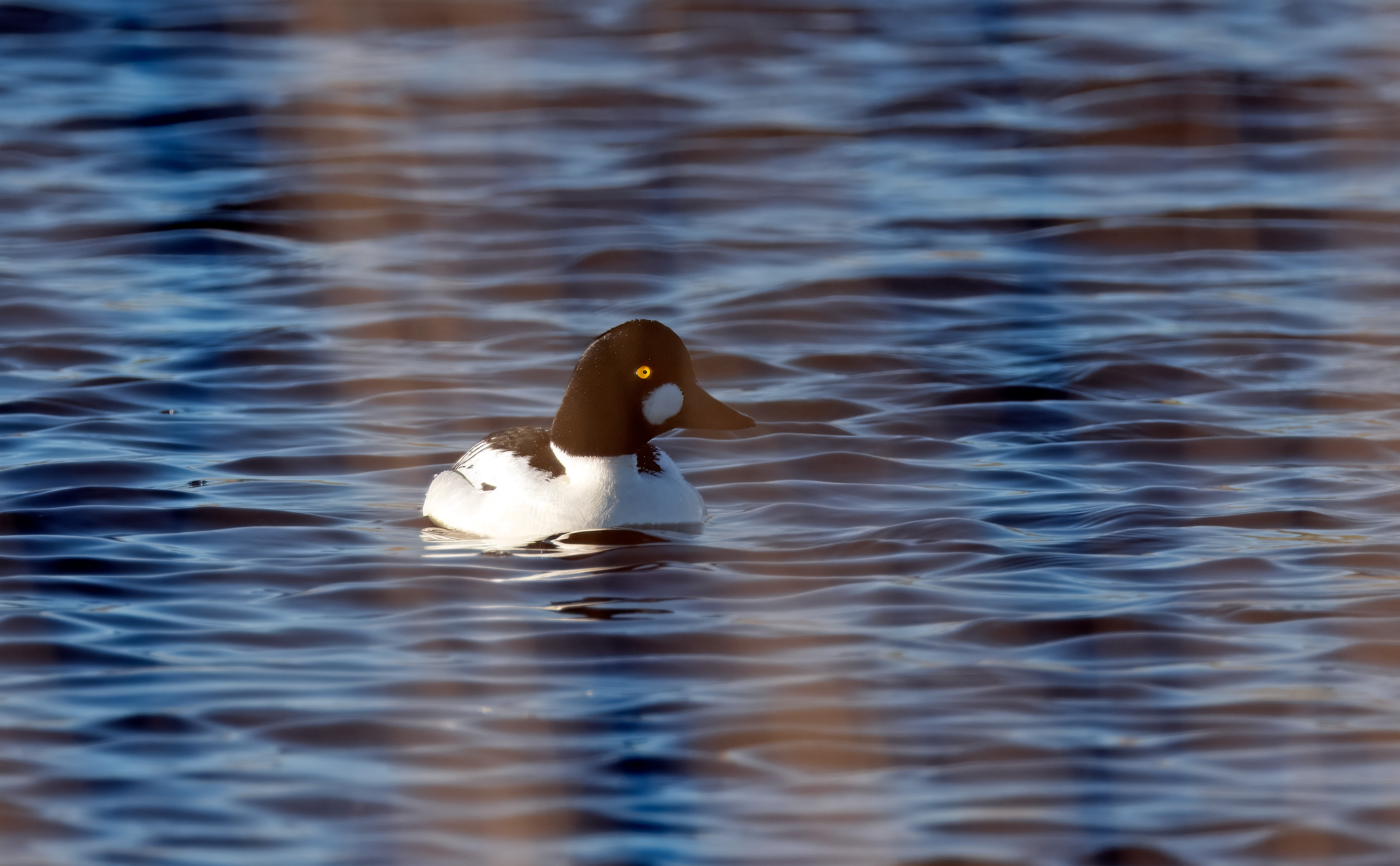 Bucephala clangula. Trönninge ängar, Sweden. Photo: Lars Salomon. CC BY-NC 4.0.