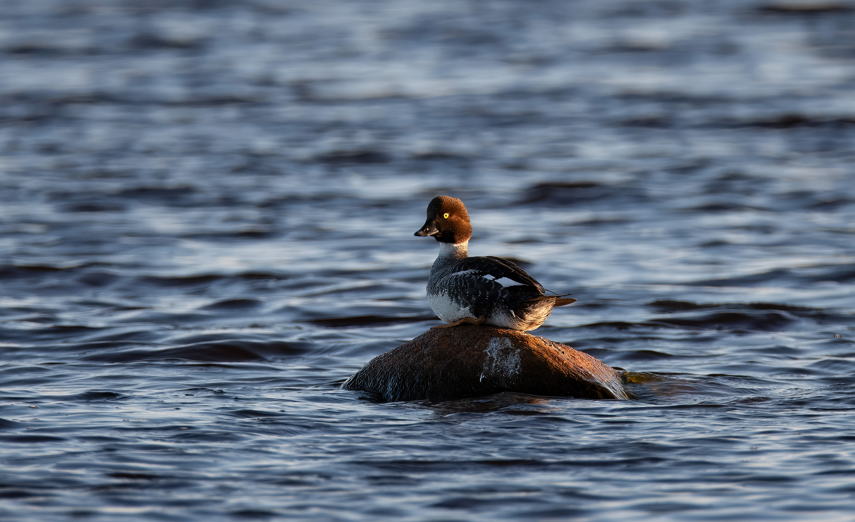 Bucephala clangula. Trönninge ängar, Sweden. Photo: Lars Salomon. CC BY-NC 4.0.