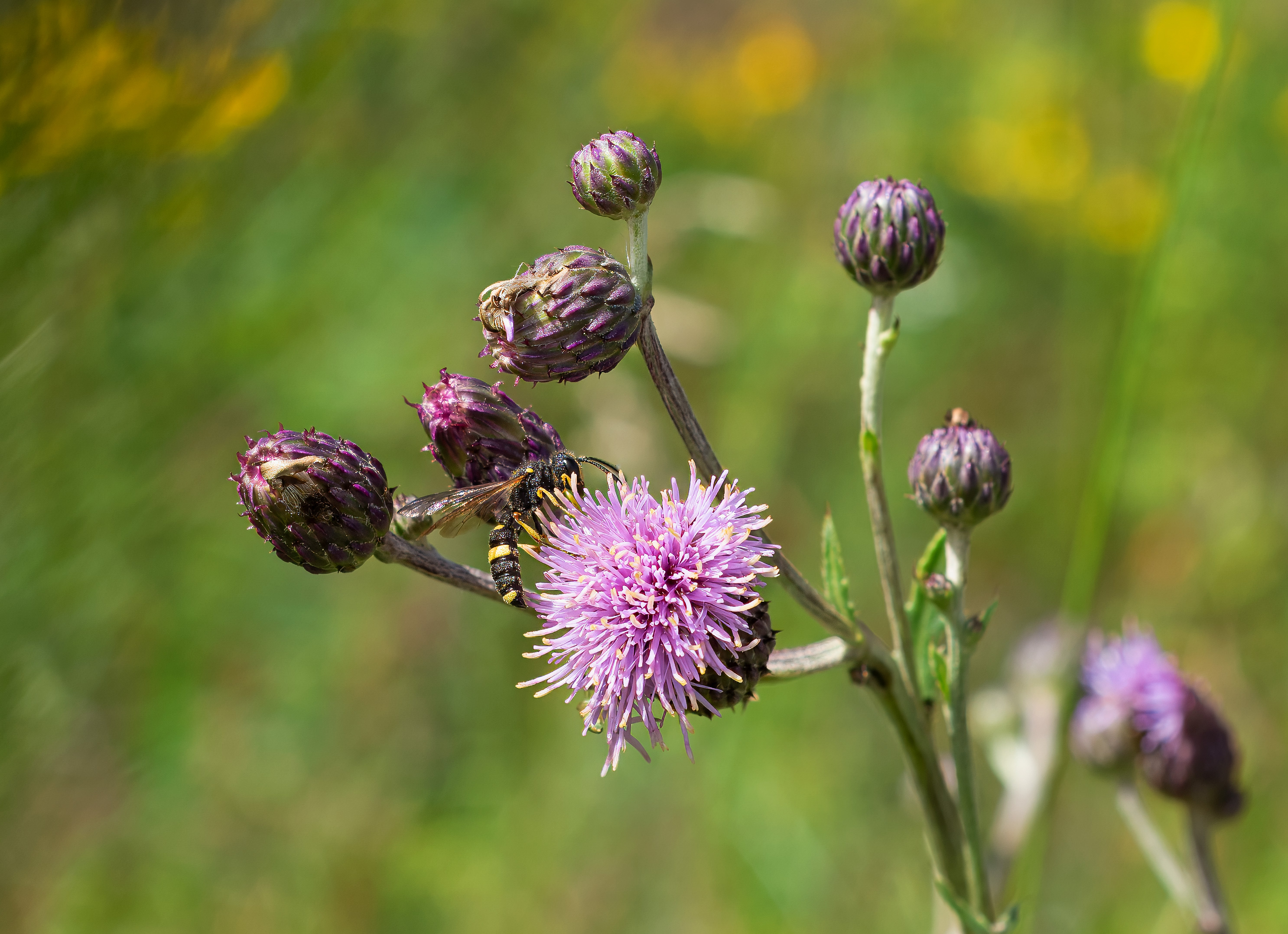 Cerceris rybyensis. Broby, Sweden. Photo: Lars Salomon. CC BY-NC 4.0.