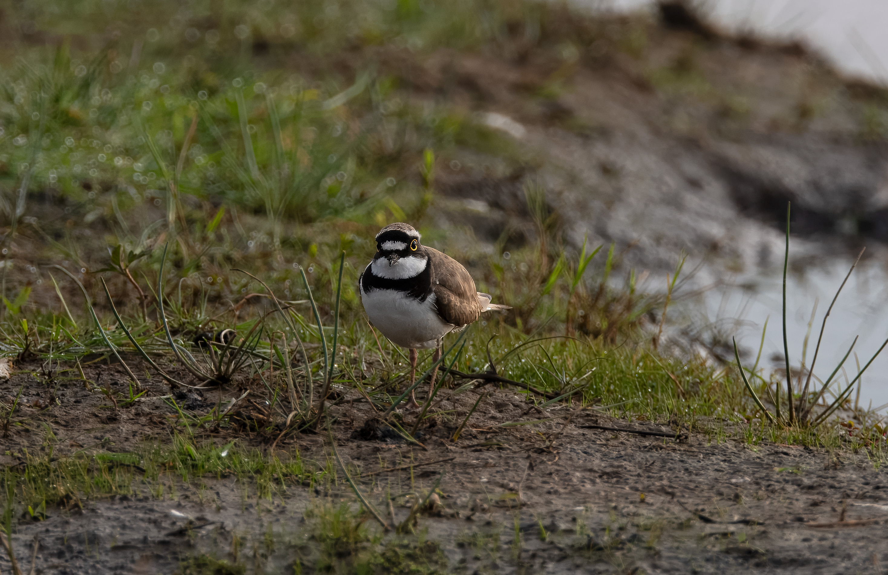 Charadrius dubius. Trönninge ängar, Sweden. Photo: Lars Salomon. CC BY-NC 4.0.