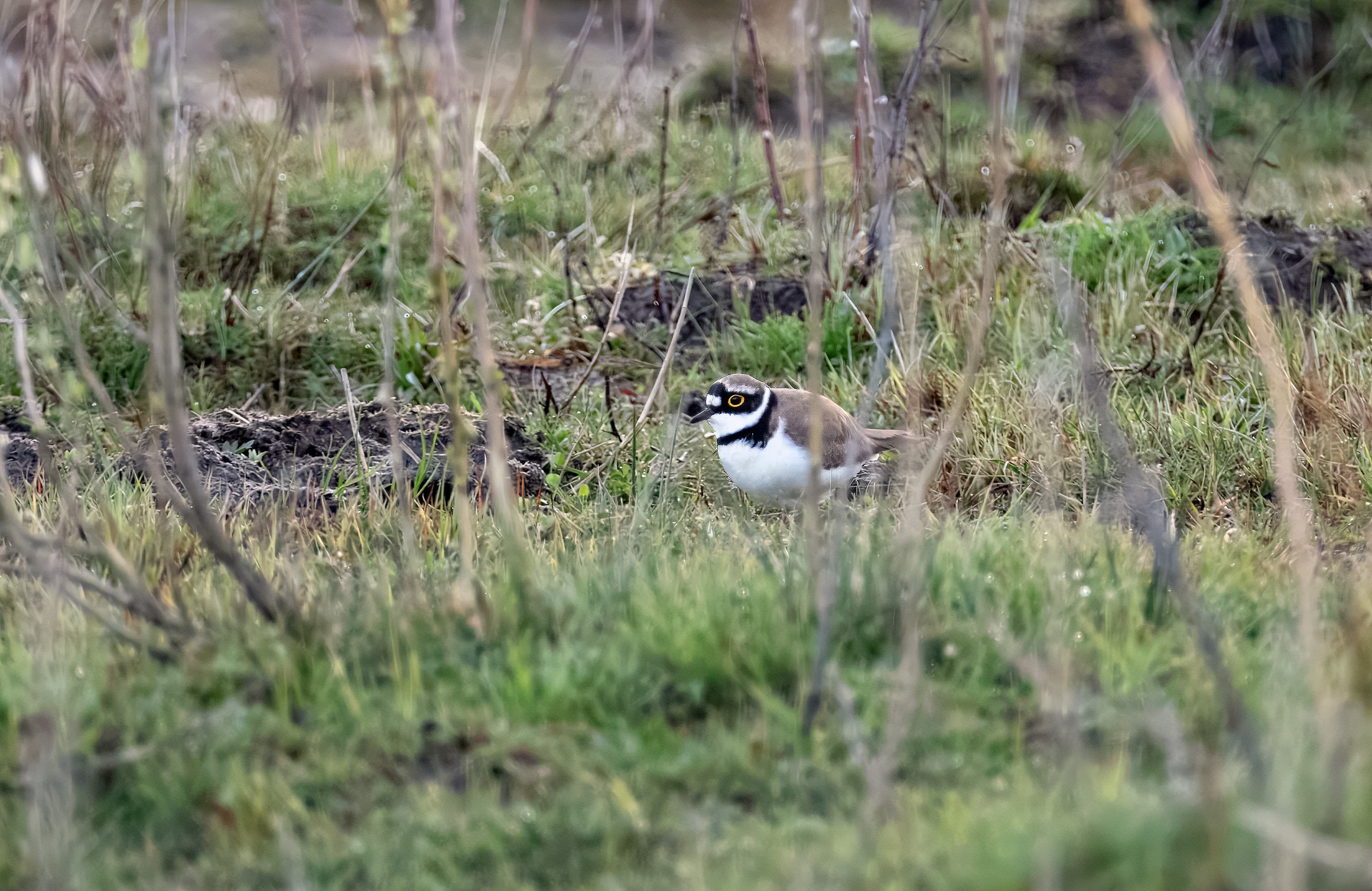 Charadrius dubius. Trönninge ängar, Sweden. Photo: Lars Salomon. CC BY-NC 4.0.