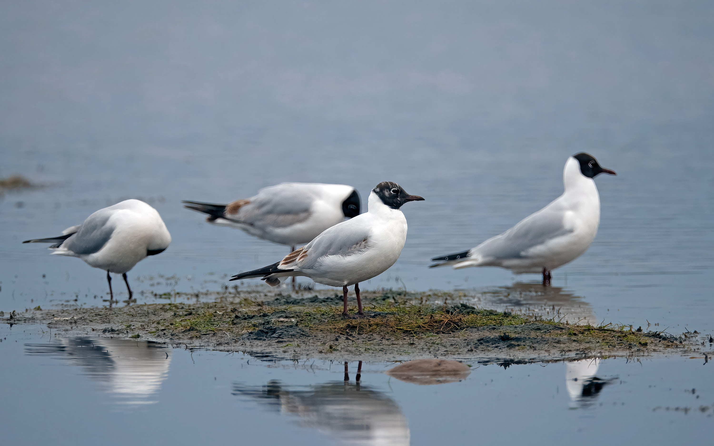 Chroicocephalus ridibundus. Trönninge ängar, Sweden. Photo: Lars Salomon. CC BY-NC 4.0.