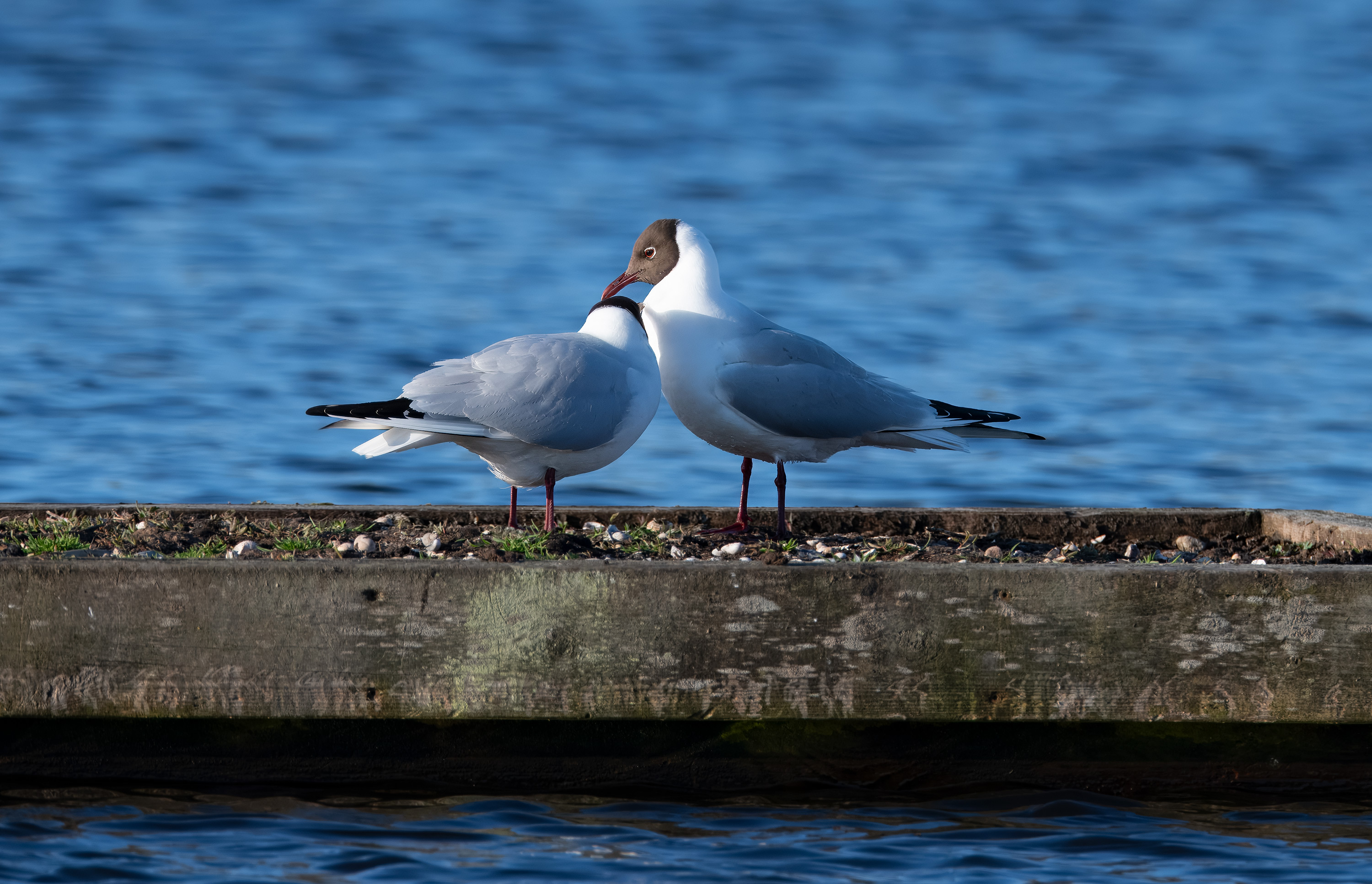 Chroicocephalus ridibundus. Trönninge ängar, Sweden. Photo: Lars Salomon. CC BY-NC 4.0.