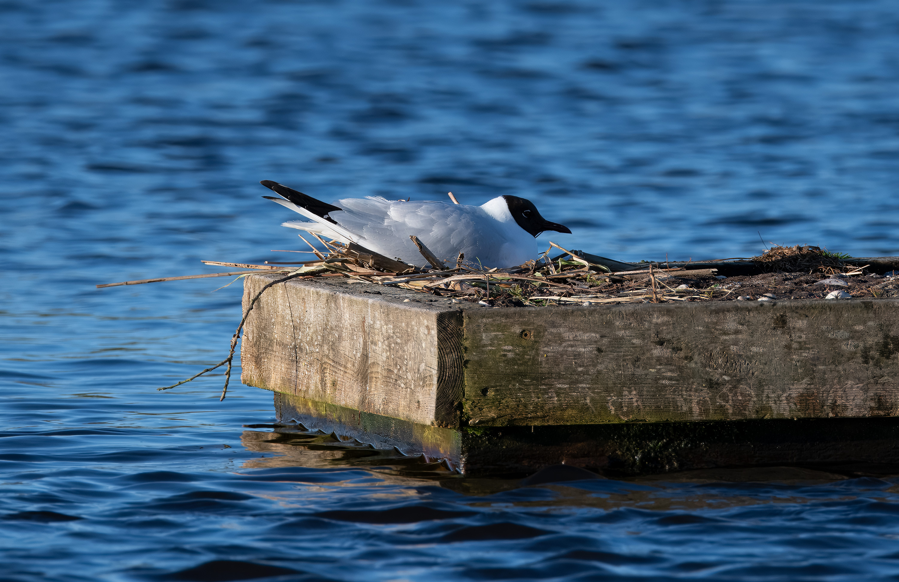 Chroicocephalus ridibundus. Trönninge ängar, Sweden. Photo: Lars Salomon. CC BY-NC 4.0.Chroicocephalus ridibundus. Trönninge ängar, Sweden. Photo: Lars Salomon. CC BY-NC 4.0.