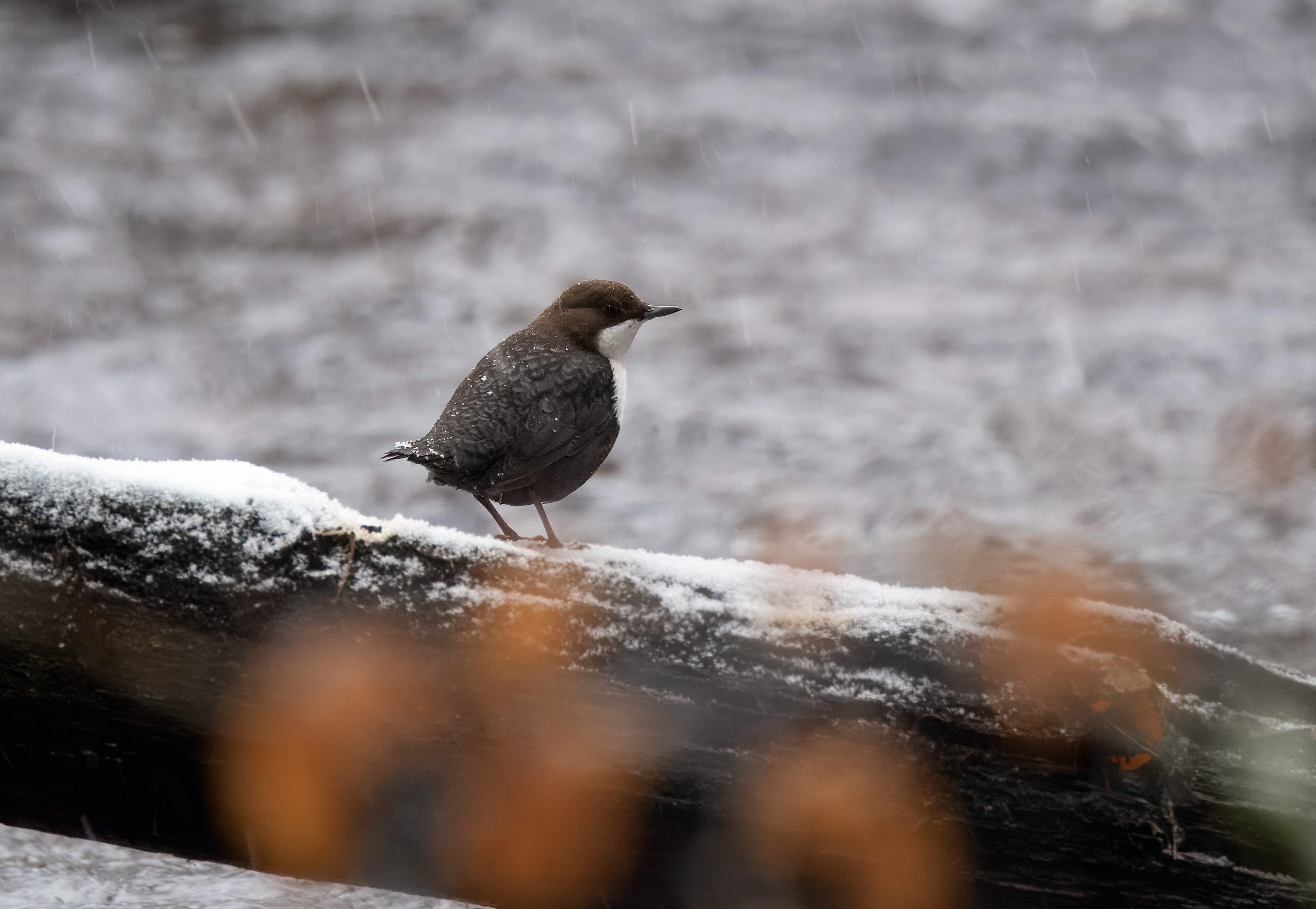 Cinclus cinclus. Trollehallar, Sweden. Photo: Lars Salomon. CC BY-NC 4.0.