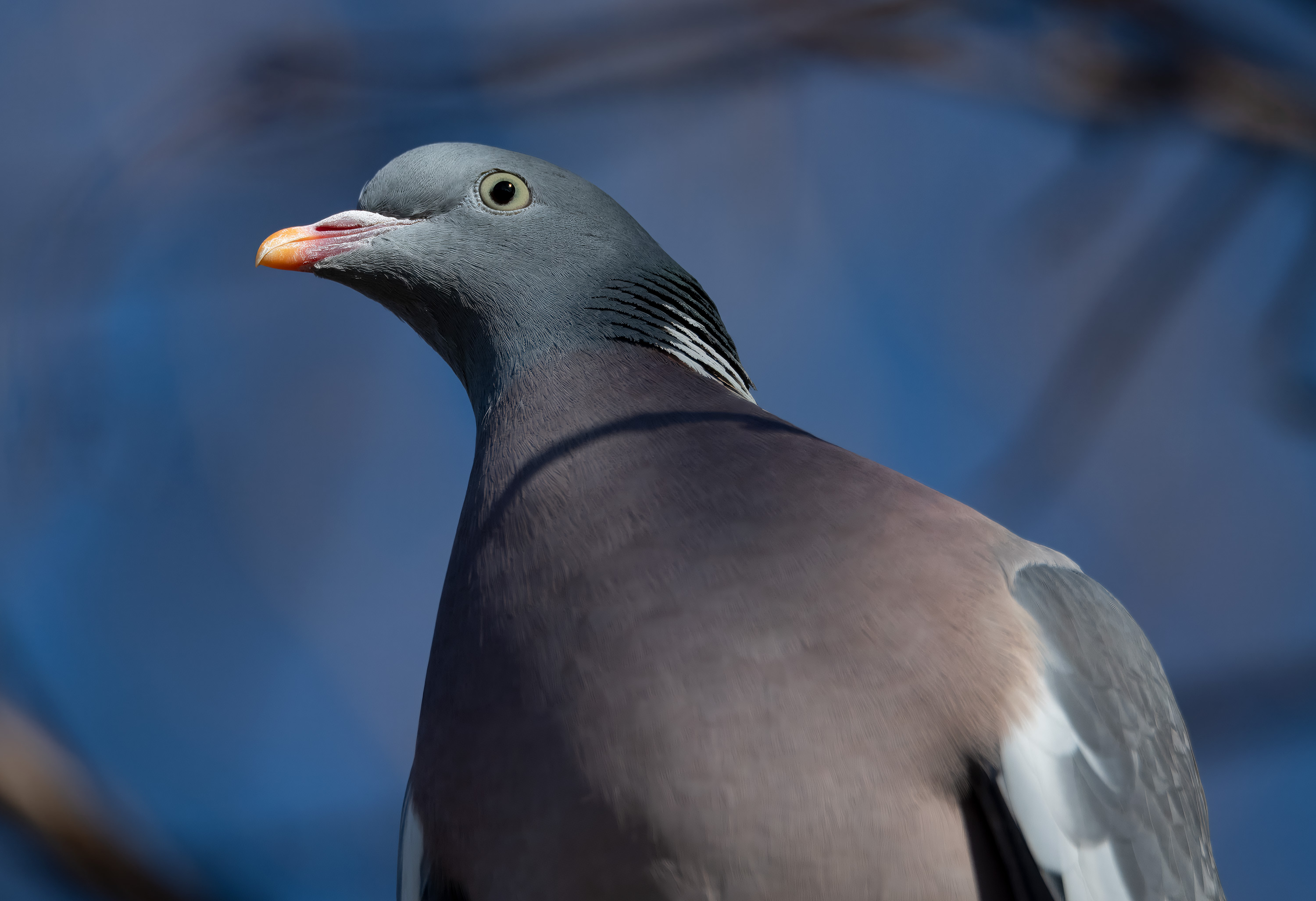 Columba palumbus. Falkenberg, Sweden. Photo: Lars Salomon. CC BY-NC 4.0.