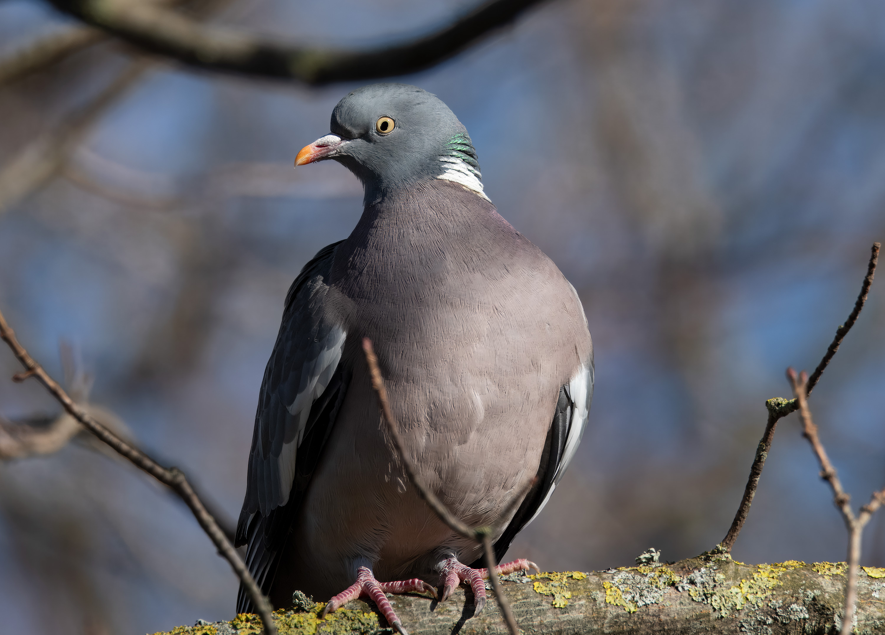 Columba palumbus. Falkenberg, Sweden. Photo: Lars Salomon. CC BY-NC 4.0.