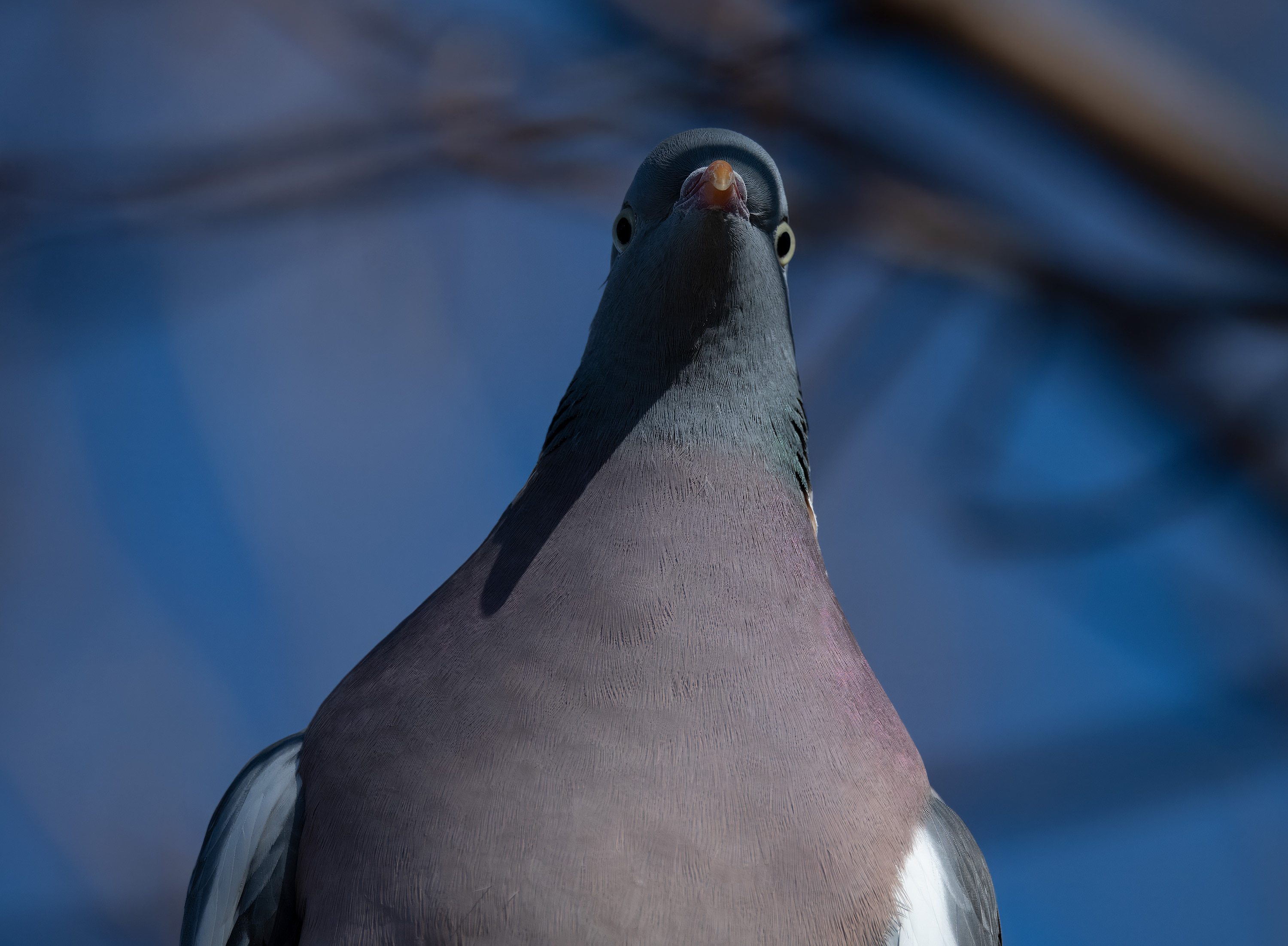 Columba palumbus. Falkenberg, Sweden. Photo: Lars Salomon. CC BY-NC 4.0.