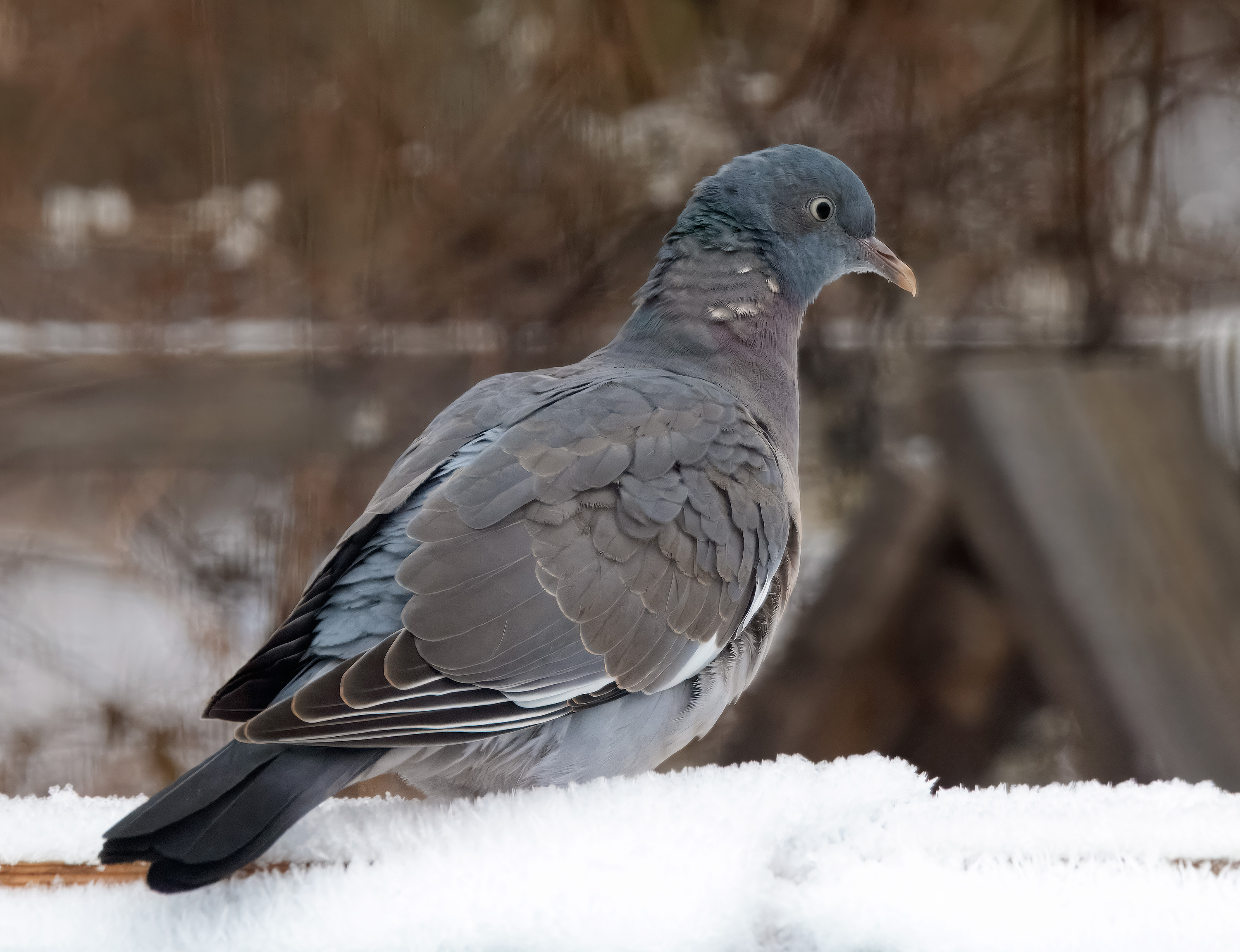 Columba palumbus. Hjälmshult, Sweden. Photo: Lars Salomon. CC BY-NC 4.0.