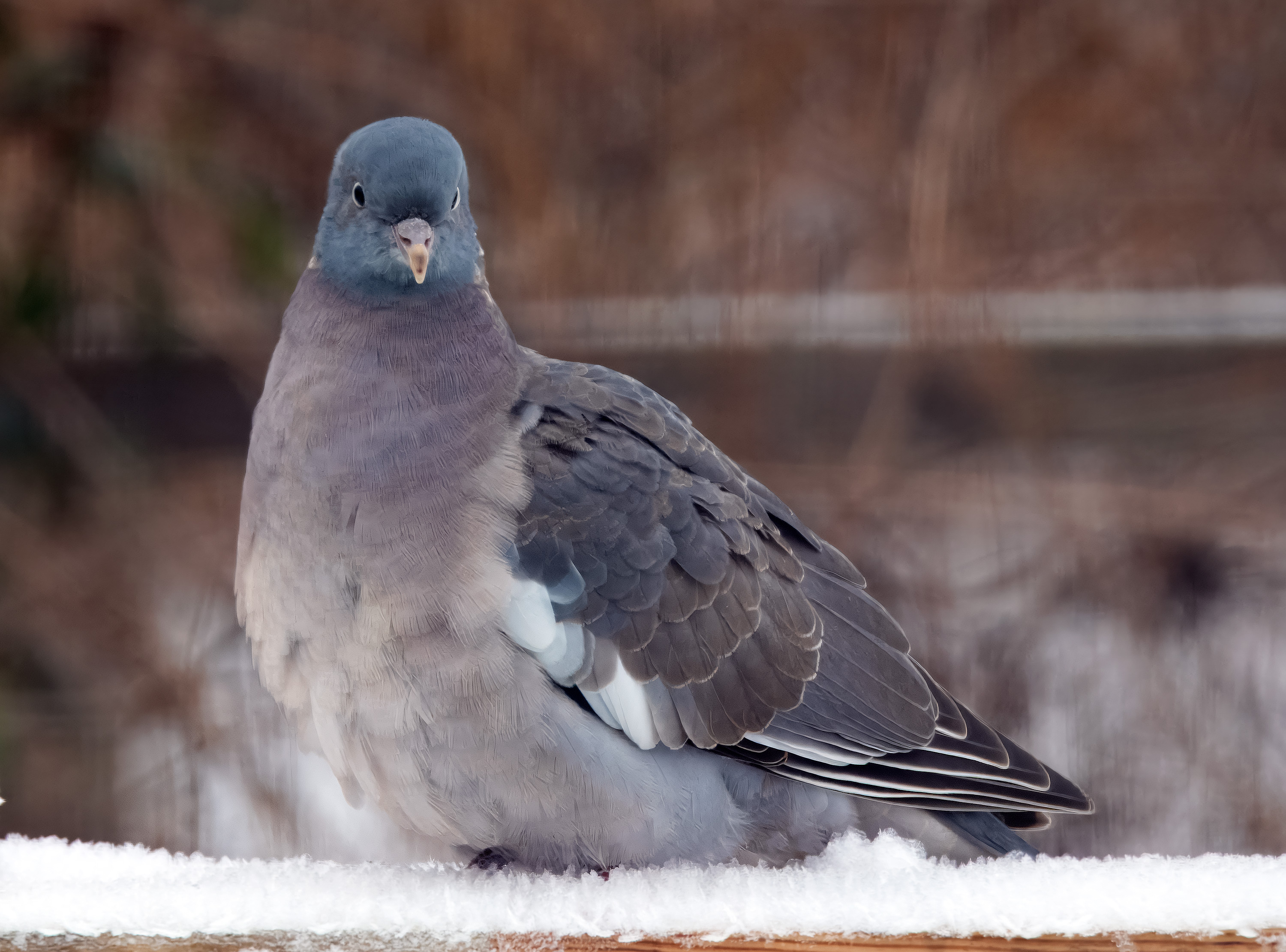 Columba palumbus. Hjälmshult, Sweden. Photo: Lars Salomon. CC BY-NC 4.0.