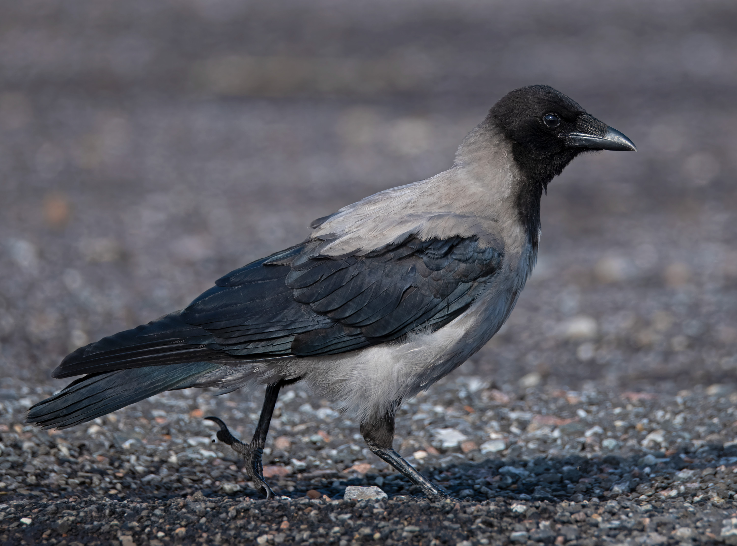 Corvus cornix. Lomma, Sweden. Photo: Lars Salomon. CC BY-NC 4.0.