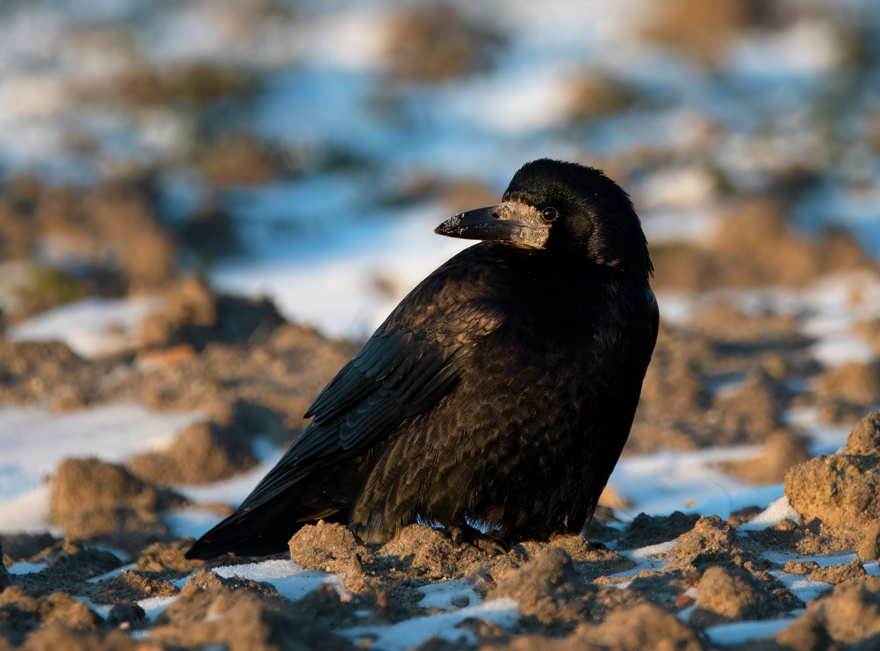 Corvus frugilegus. Kattarp, Sweden. Photo: Lars Salomon. CC BY-NC 4.0.