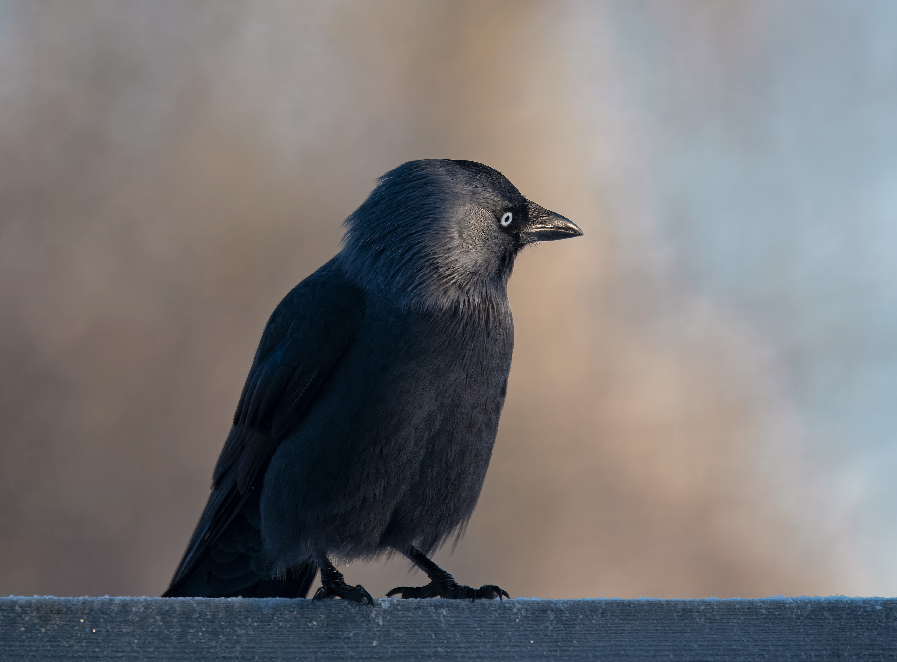 Corvus monedula. Hjälmshult, Sweden. Photo: Lars Salomon. CC BY-NC 4.0.