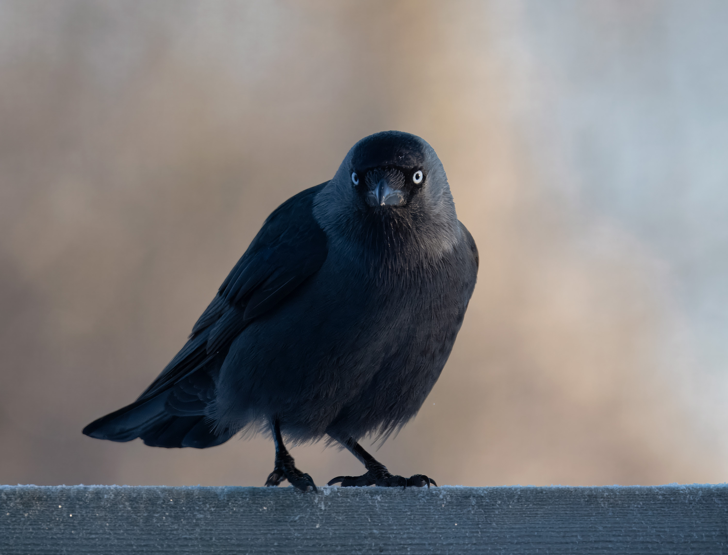 Corvus monedula. Hjälmshult, Sweden. Photo: Lars Salomon. CC BY-NC 4.0.