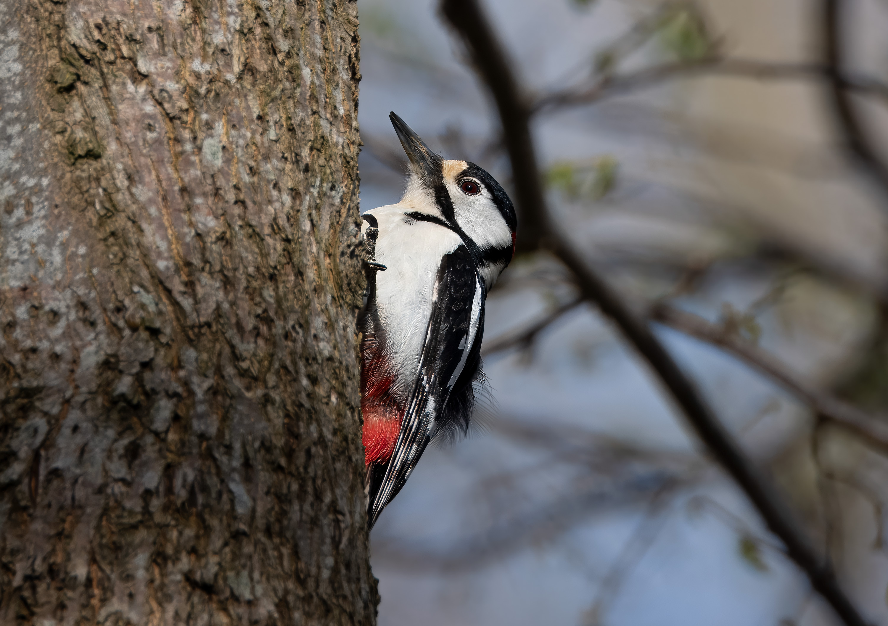 Dendrocopos major. Rögle säteri, Sweden. Photo: Lars Salomon. CC BY-NC 4.0.