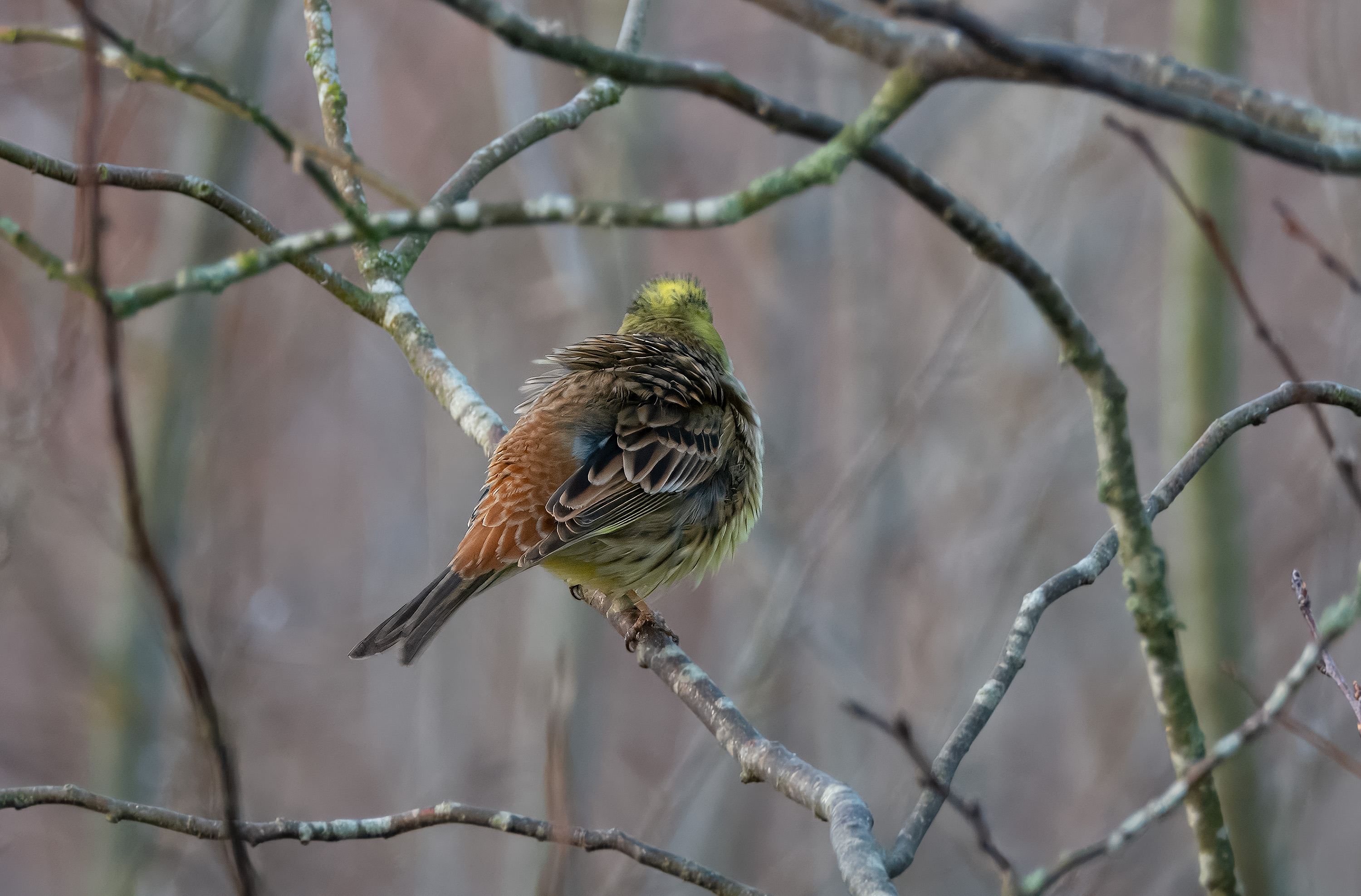 Emberiza citrinella. Stureholm, Sweden. Photo: Lars Salomon. CC BY-NC 4.0.