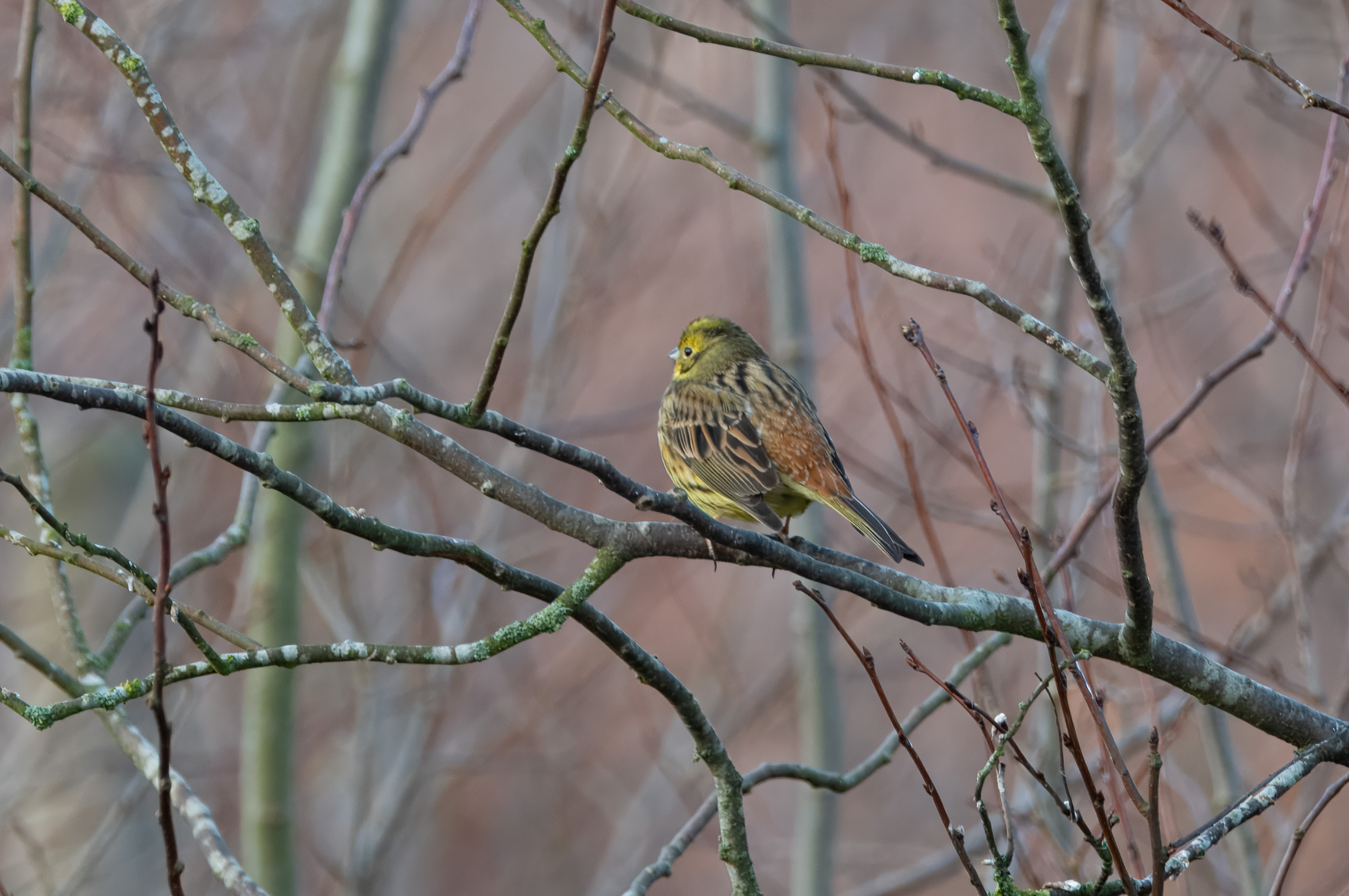 Emberiza citrinella. Stureholm, Sweden. Photo: Lars Salomon. CC BY-NC 4.0.