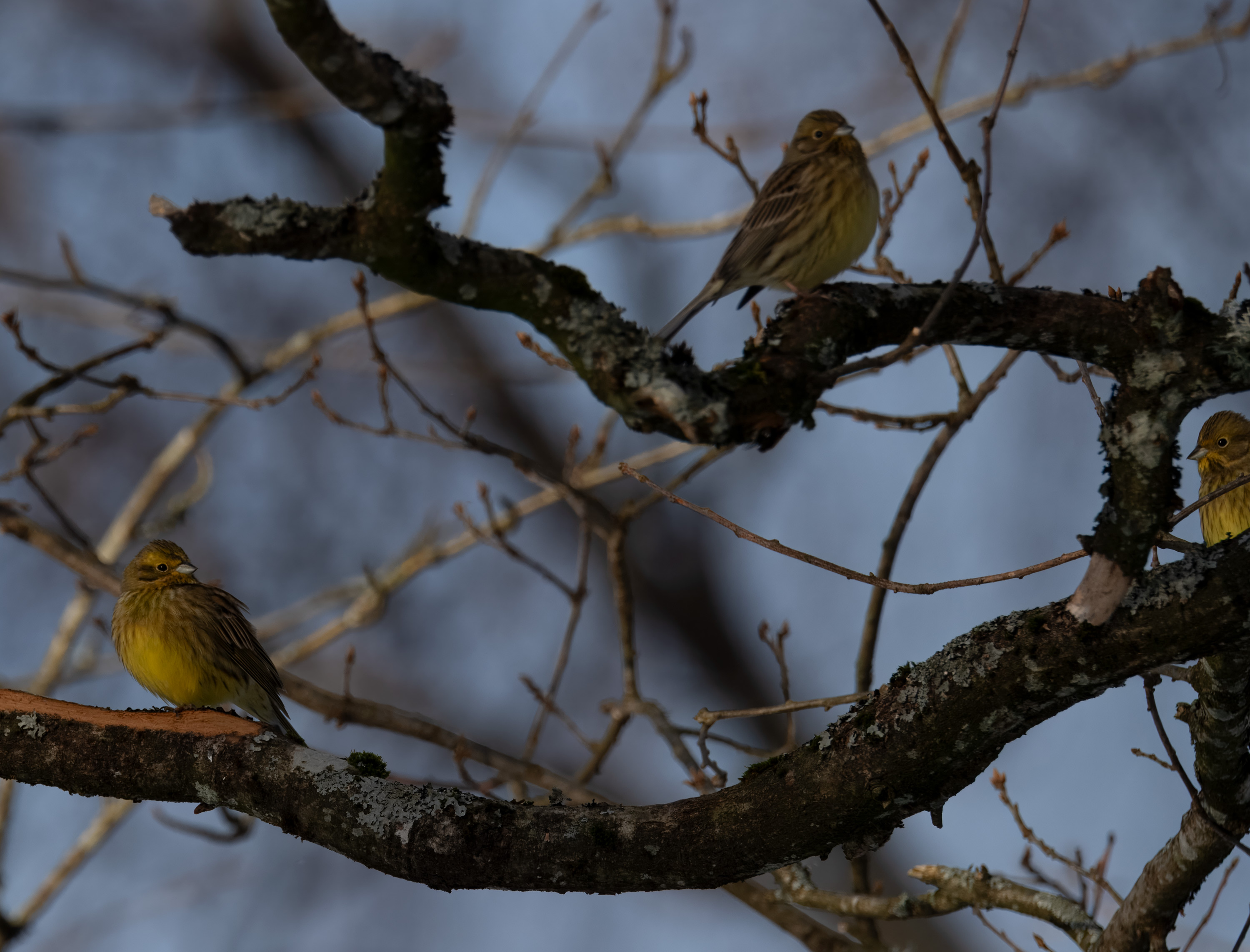 Emberiza citrinella. Rössjöholm, Sweden. Photo: Lars Salomon. CC BY-NC 4.0.