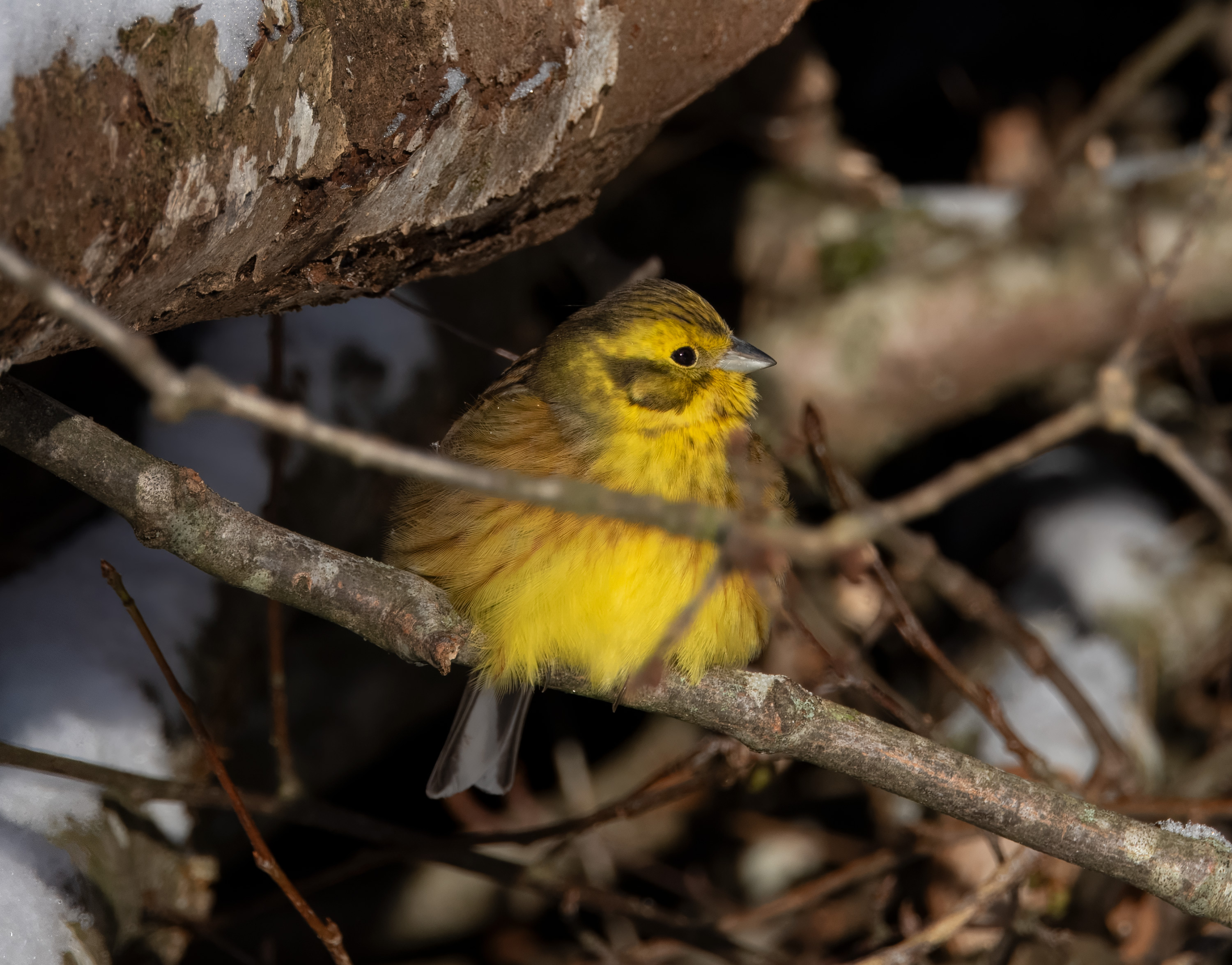 Emberiza citrinella. Rössjöholm, Sweden. Photo: Lars Salomon. CC BY-NC 4.0.