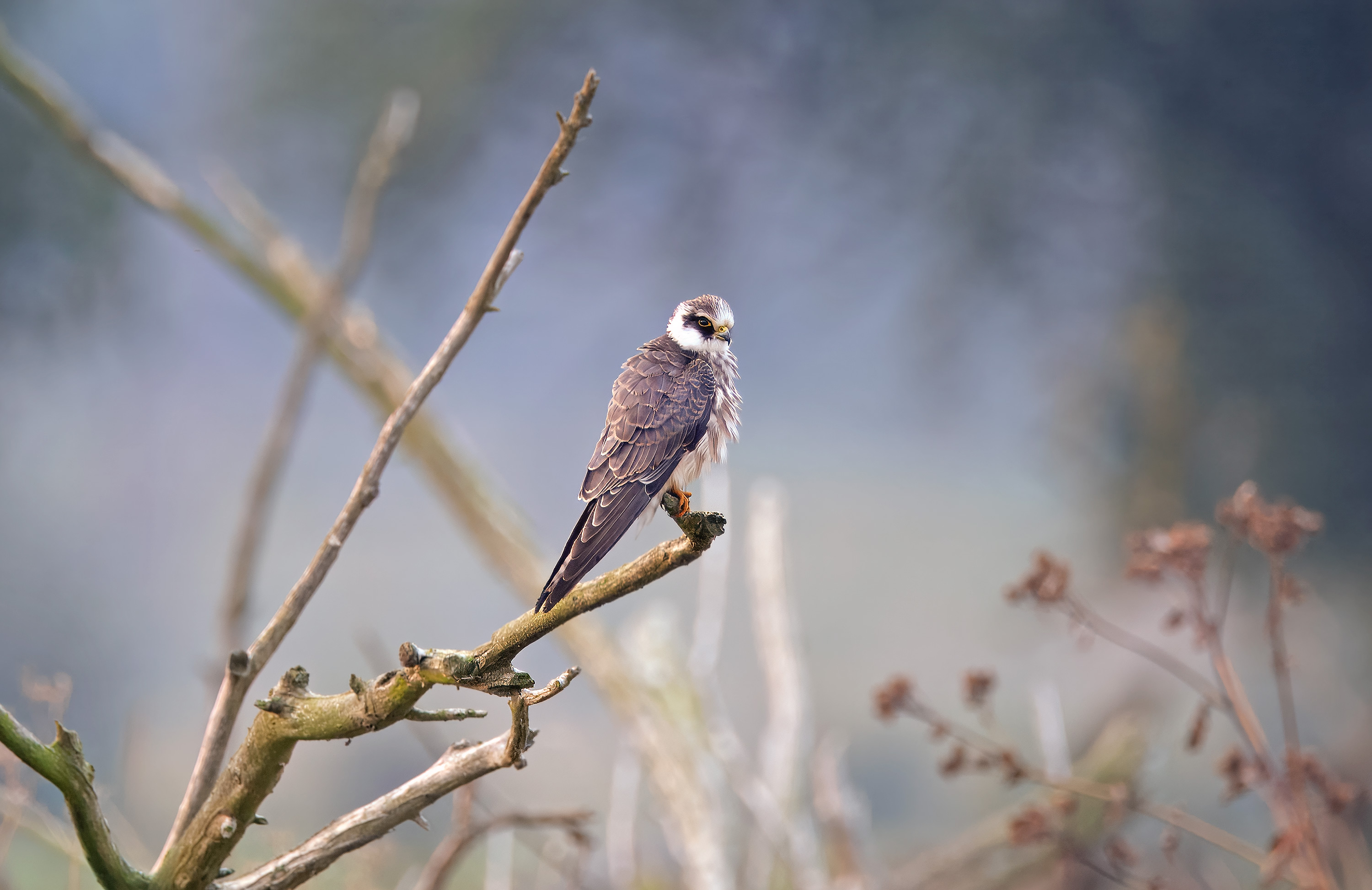 Falco vespertinus. Barsebäcks mosse, Sweden. Photo: Lars Salomon. CC BY-NC 4.0.