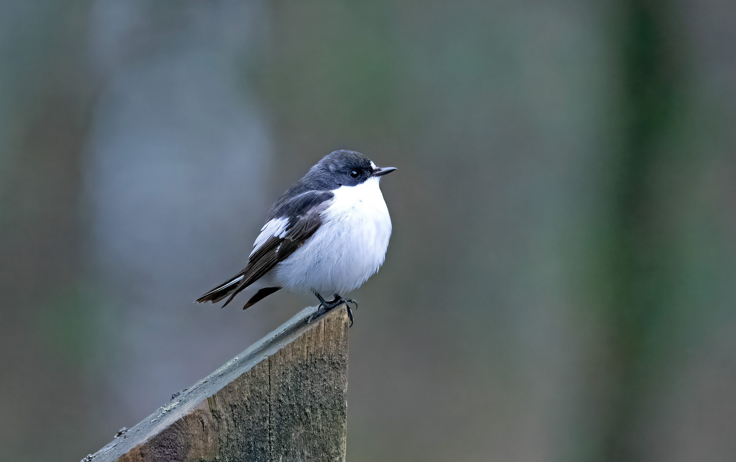 Ficedula hypoleuca. Falkenberg, Sweden. Photo: Lars Salomon. CC BY-NC 4.0.