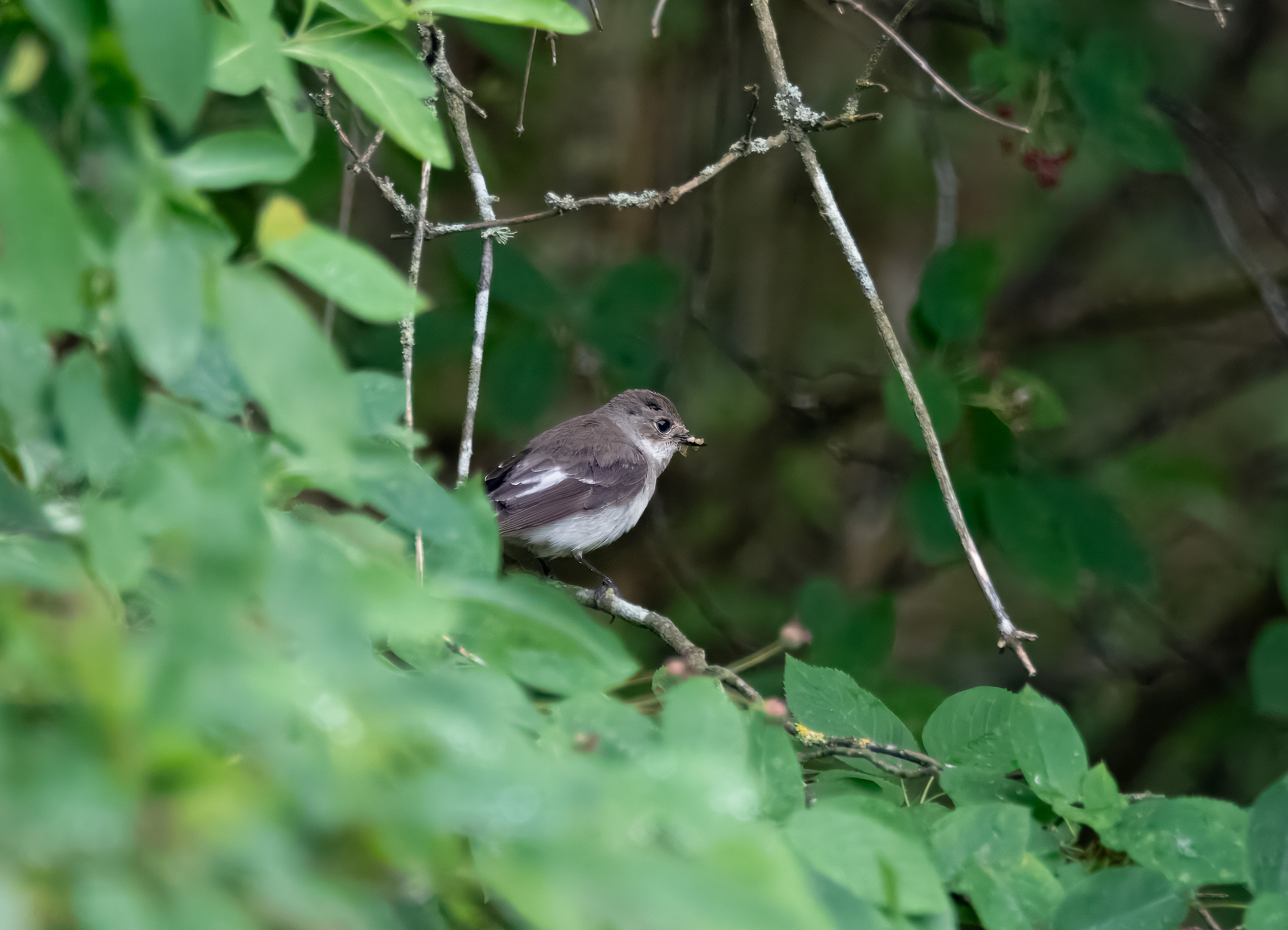 Ficedula hypoleuca. Falkenberg, Sweden. Photo: Lars Salomon. CC BY-NC 4.0.