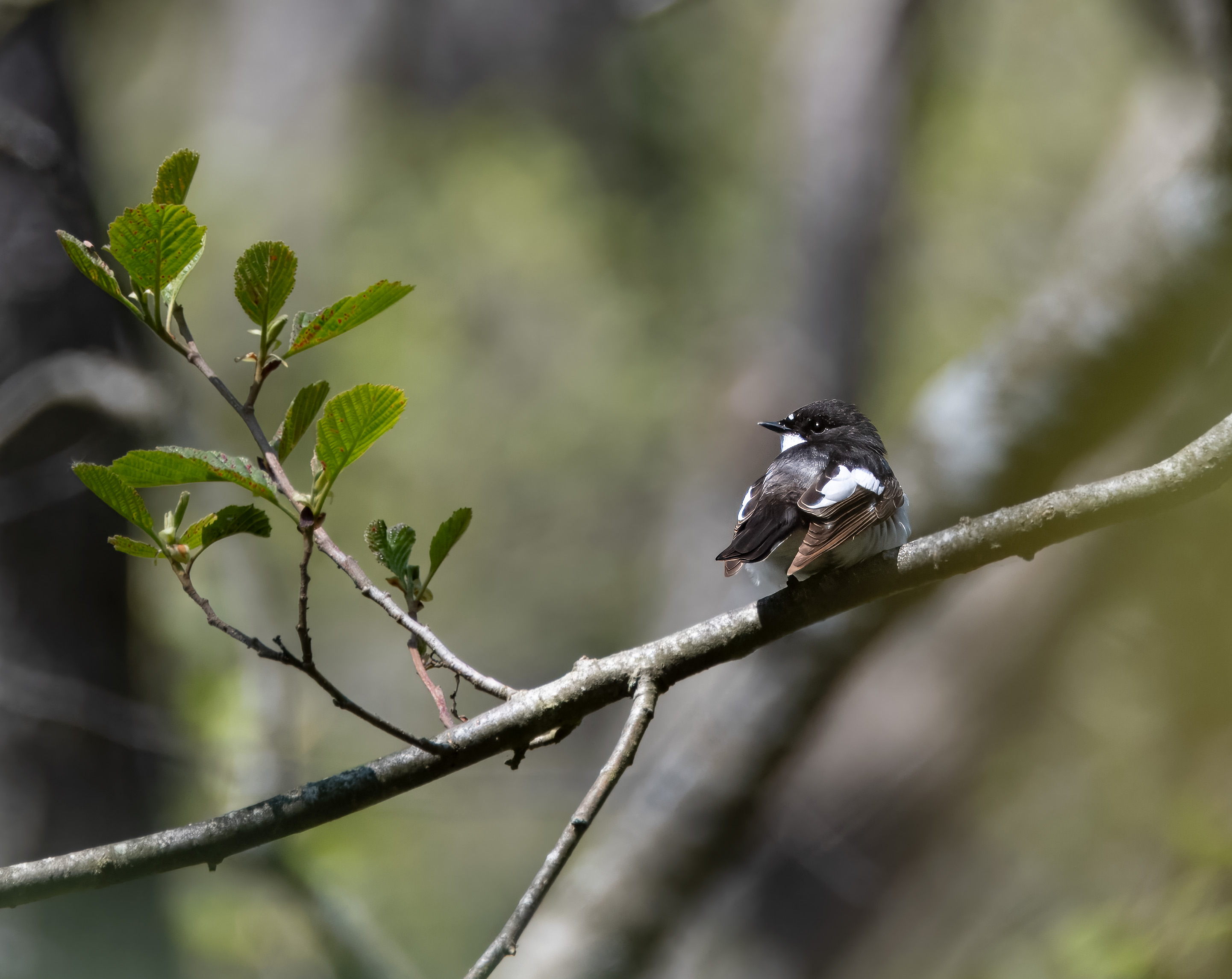 Ficedula hypoleuca. Stenshuvud National Park, Sweden. Photo: Lars Salomon. CC BY-NC 4.0.