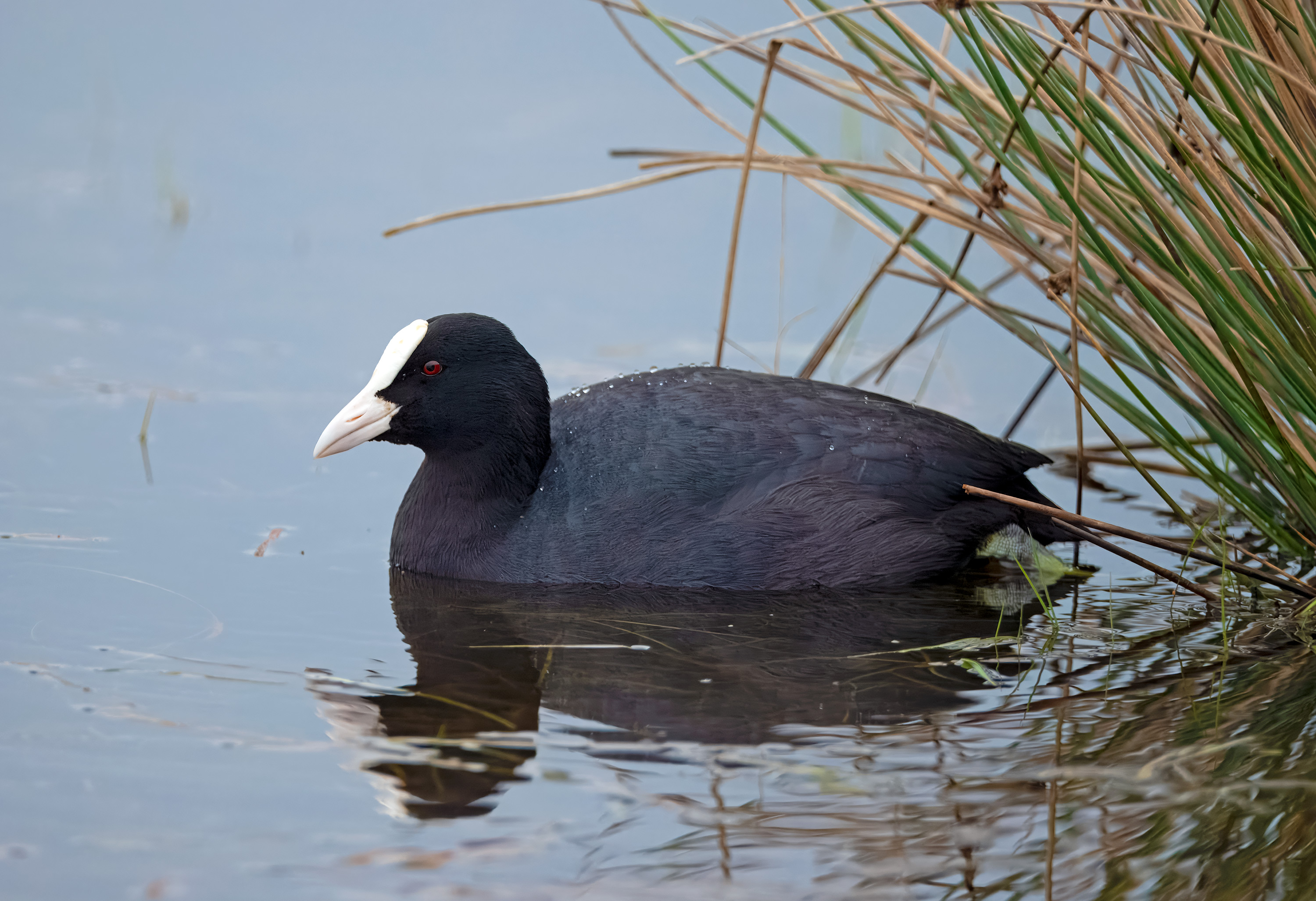 Fulica atra. Trönninge ängar, Sweden. Photo: Lars Salomon. CC BY-NC 4.0.