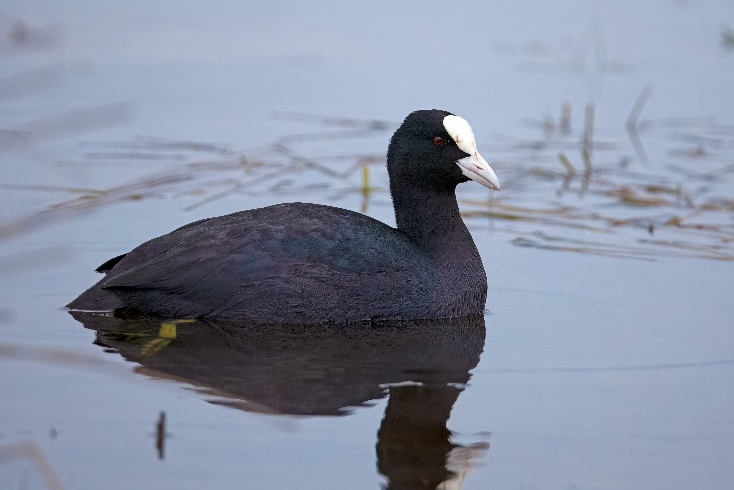 Fulica atra. Trönninge ängar, Sweden. Photo: Lars Salomon. CC BY-NC 4.0.