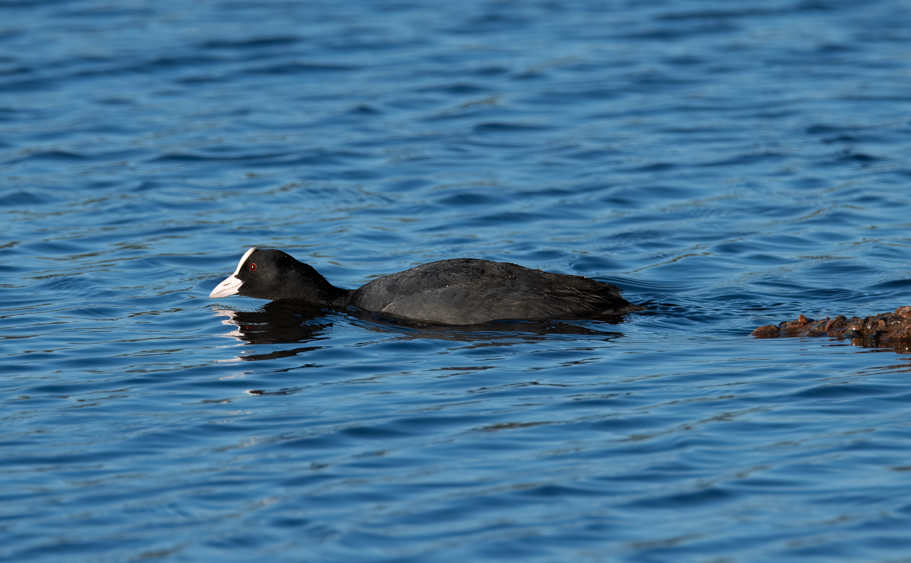 Fulica atra. Trönninge ängar, Sweden. Photo: Lars Salomon. CC BY-NC 4.0.