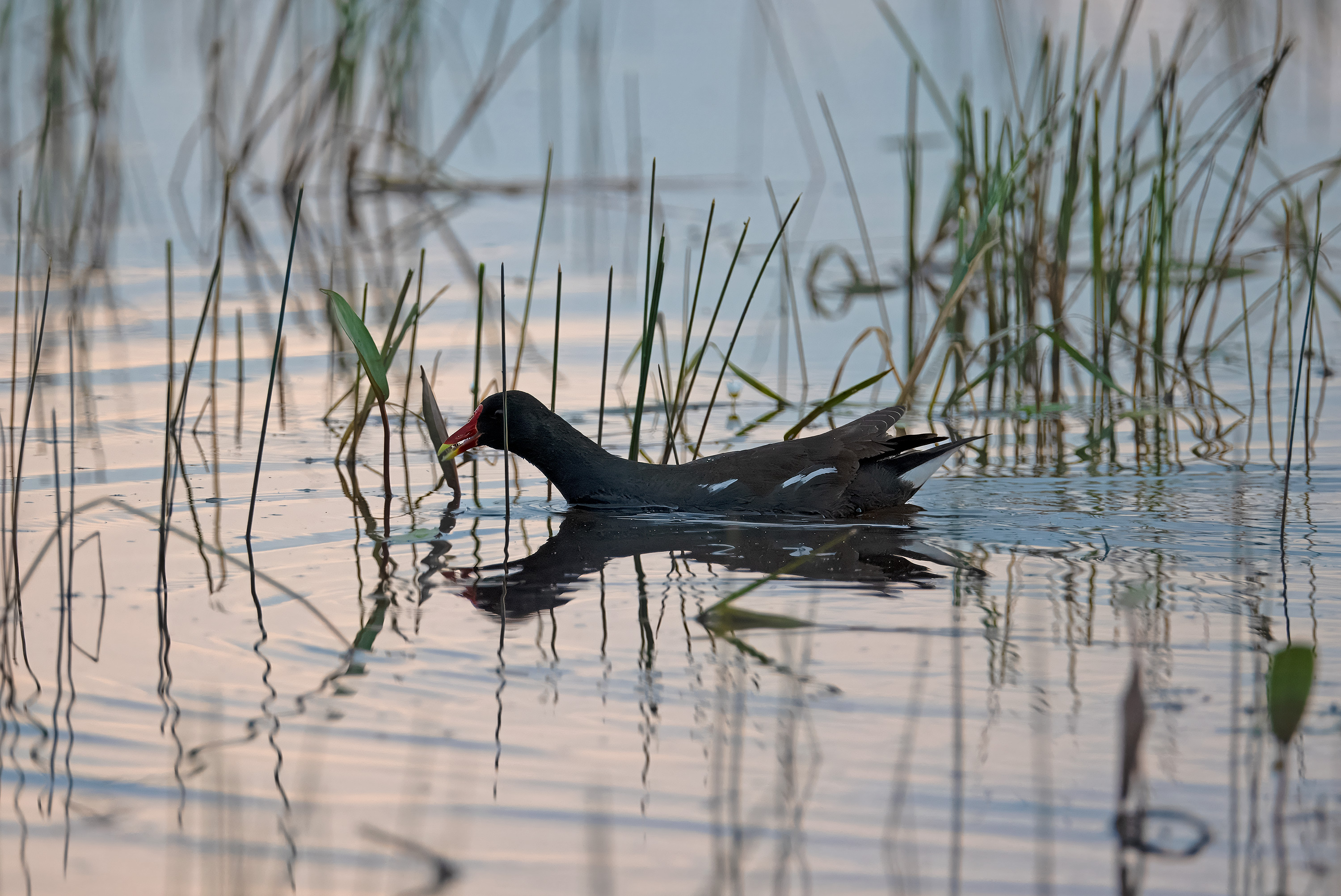 Gallinula chloropus. Trönninge ängar, Sweden. Photo: Lars Salomon. CC BY-NC 4.0.