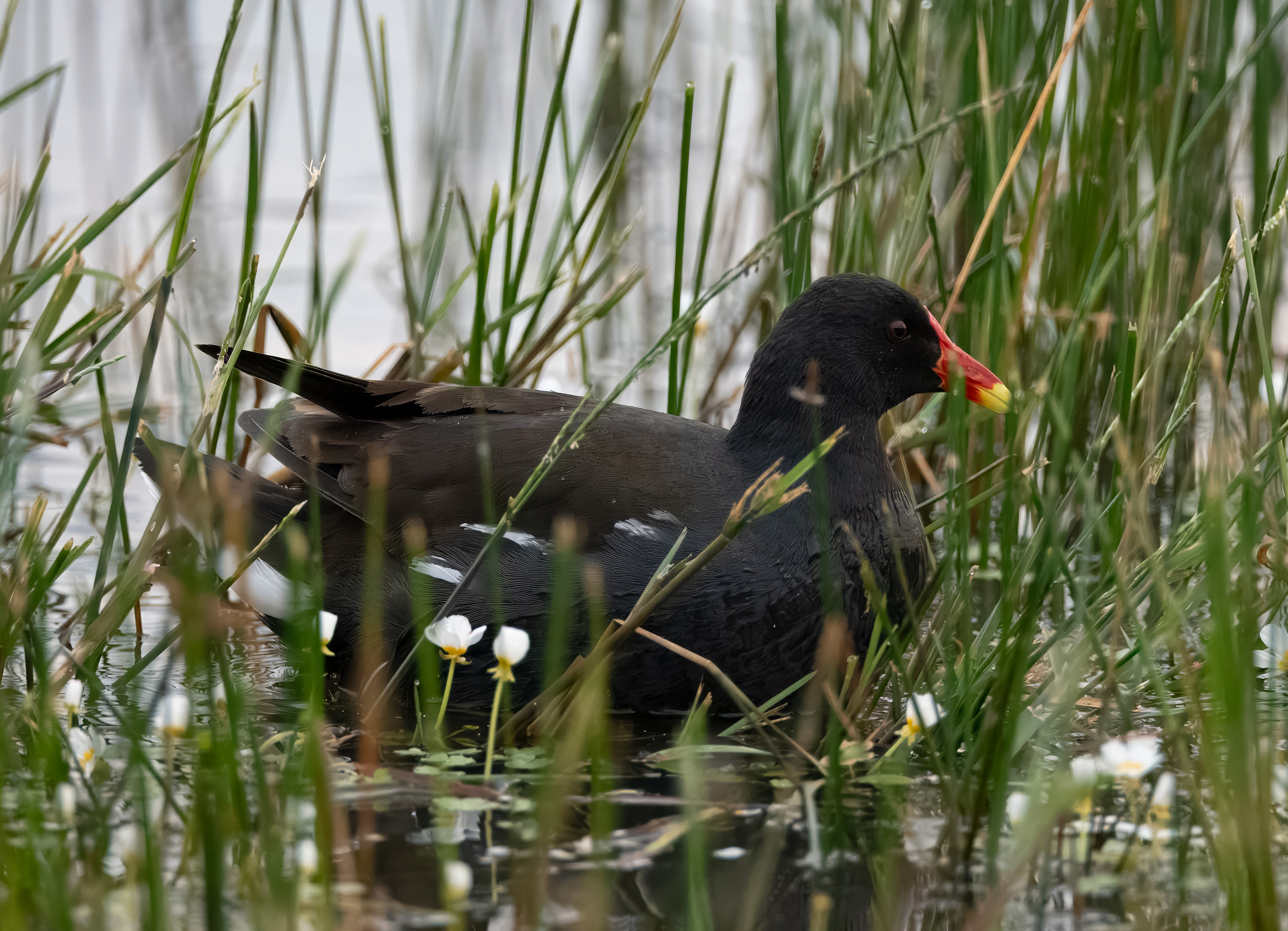 Gallinula chloropus. Trönninge ängar, Sweden. Photo: Lars Salomon. CC BY-NC 4.0.