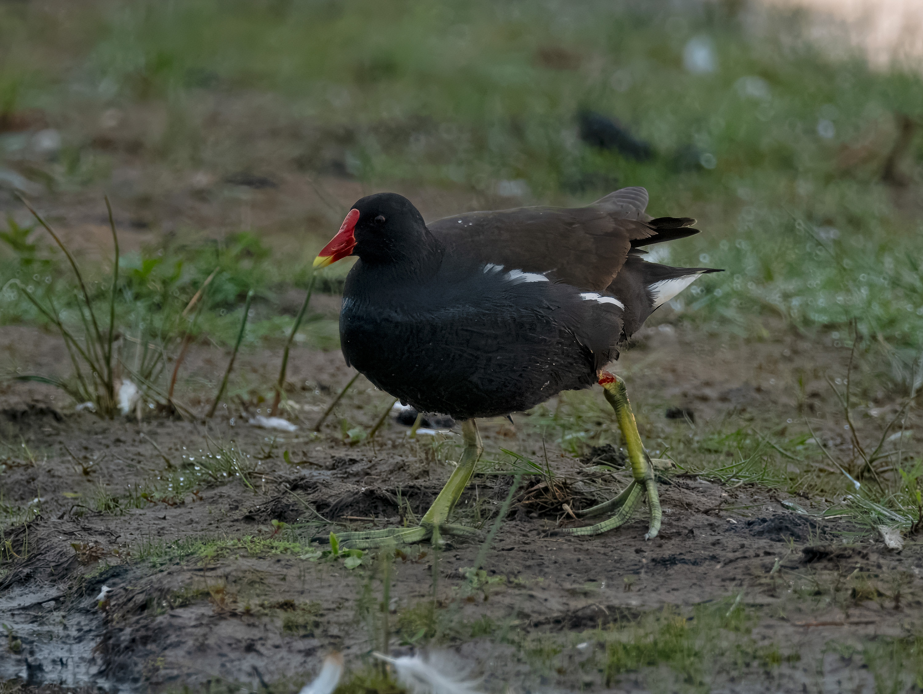 Gallinula chloropus. Trönninge ängar, Sweden. Photo: Lars Salomon. CC BY-NC 4.0.