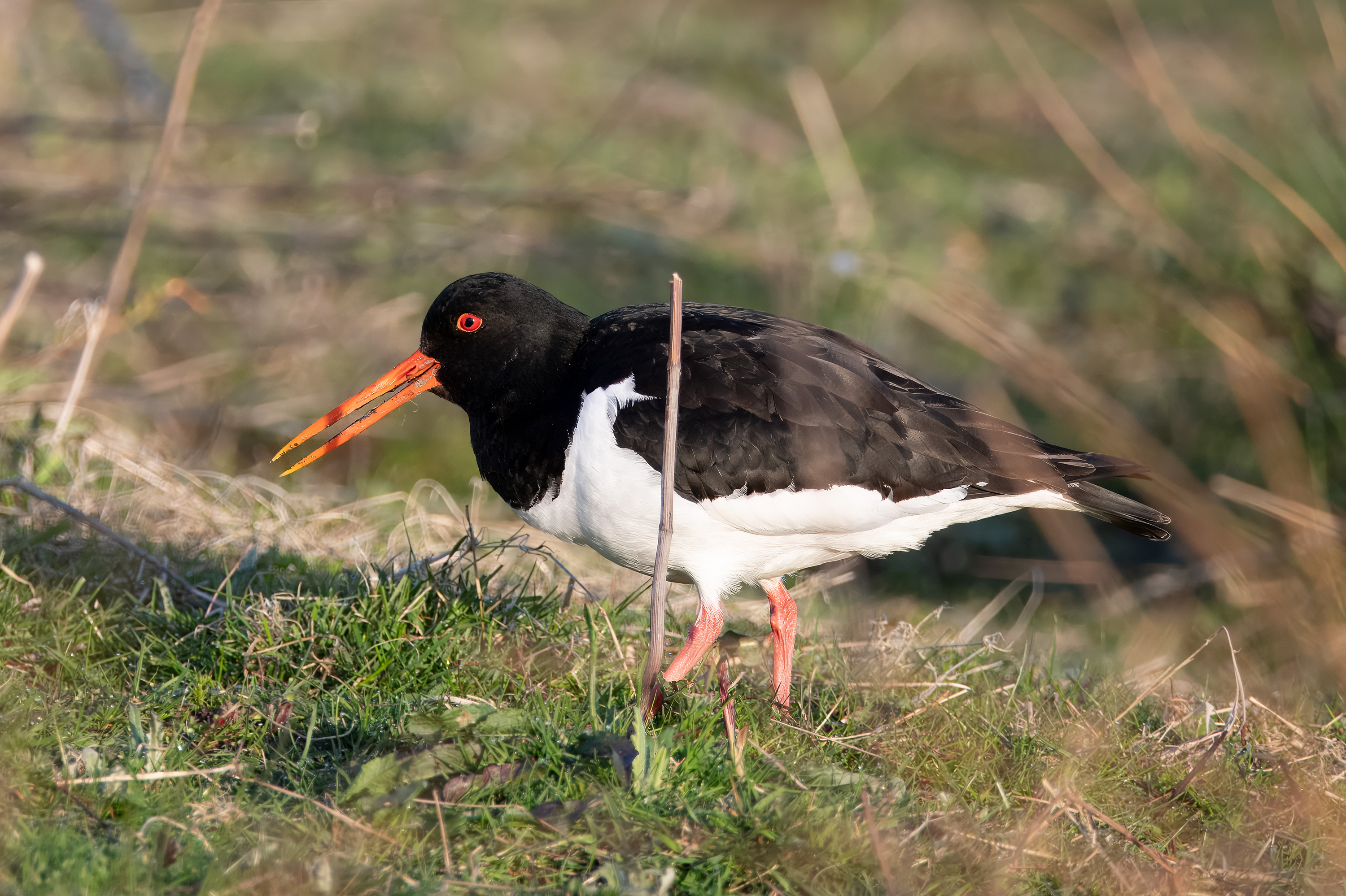 Haematopus ostralegus. Trönninge ängar, Sweden. Photo: Lars Salomon. CC BY-NC 4.0.