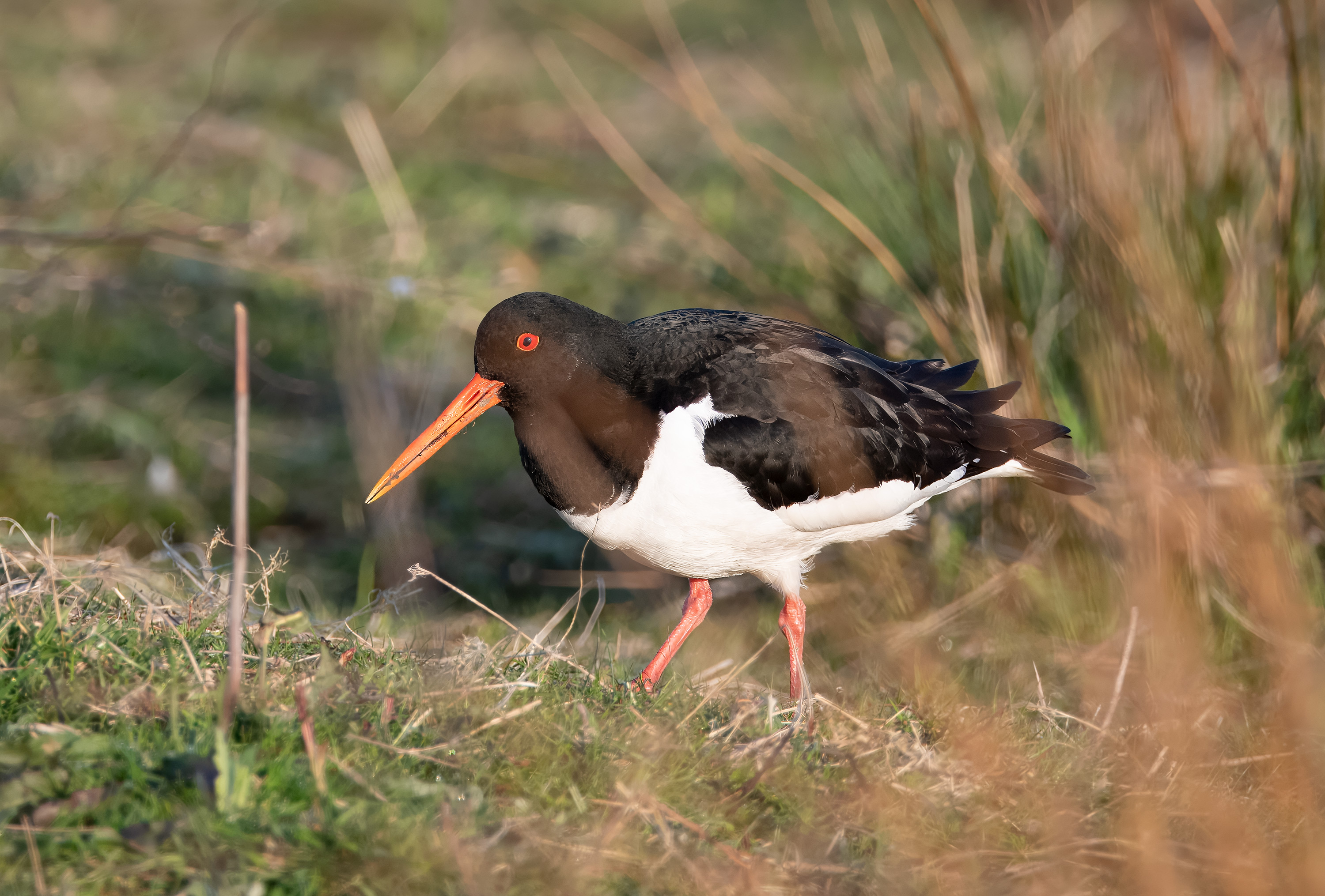 Haematopus ostralegus. Trönninge ängar, Sweden. Photo: Lars Salomon. CC BY-NC 4.0.