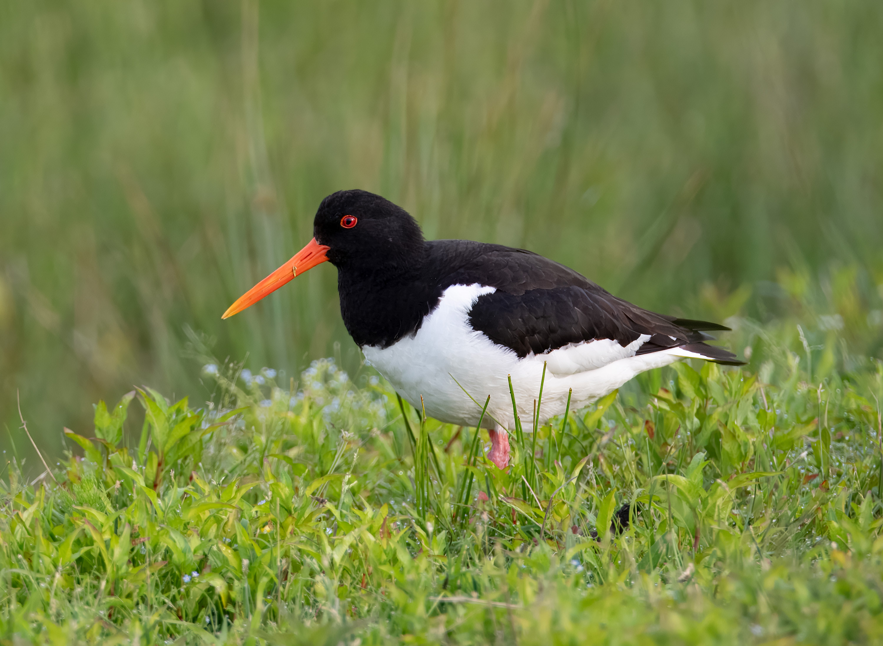 Haematopus ostralegus. Trönninge ängar, Sweden. Photo: Lars Salomon. CC BY-NC 4.0.