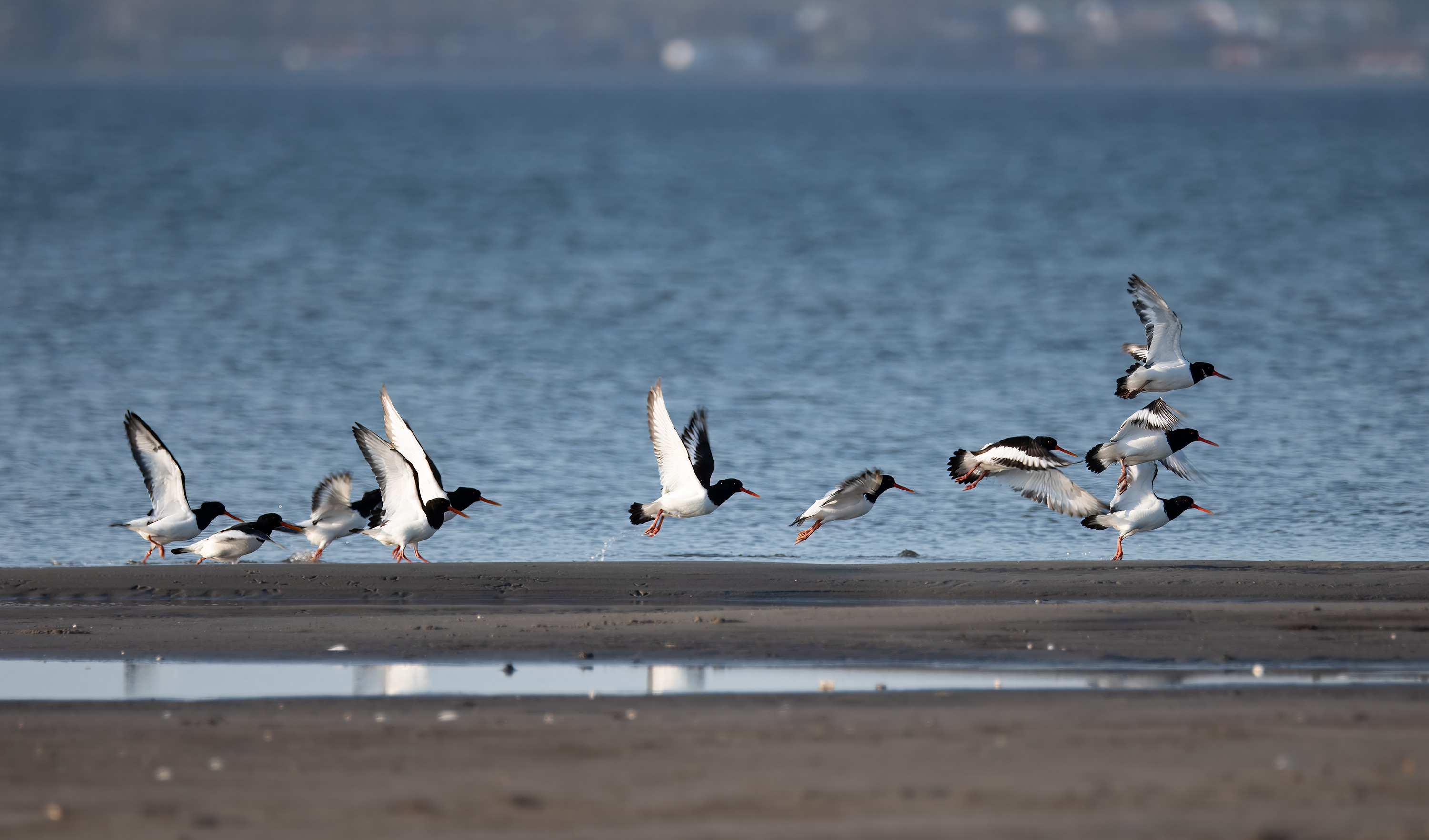 Haematopus ostralegus. Trönninge ängar, Sweden. Photo: Lars Salomon. CC BY-NC 4.0.